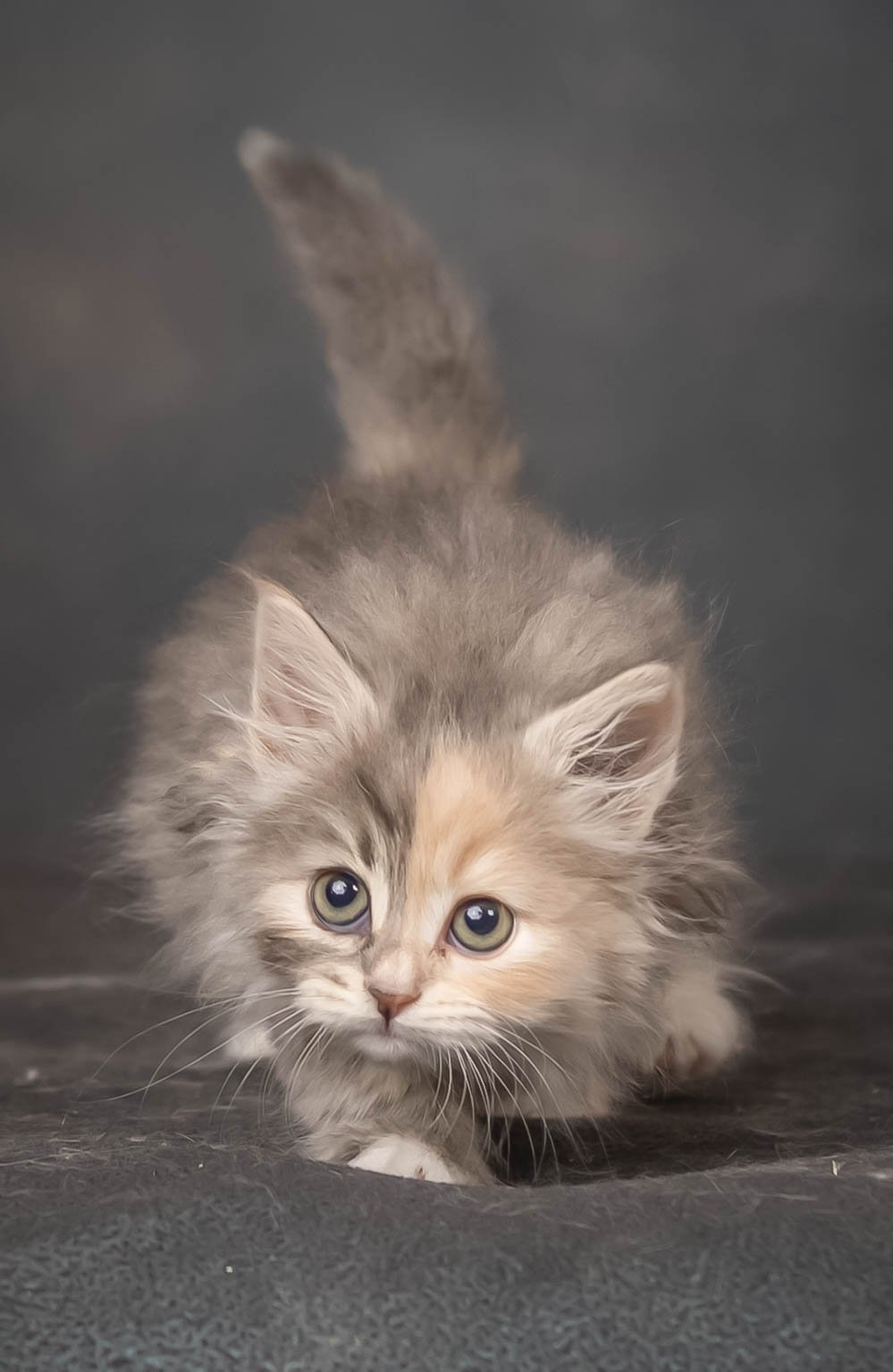 cattery 2026-623.jpg