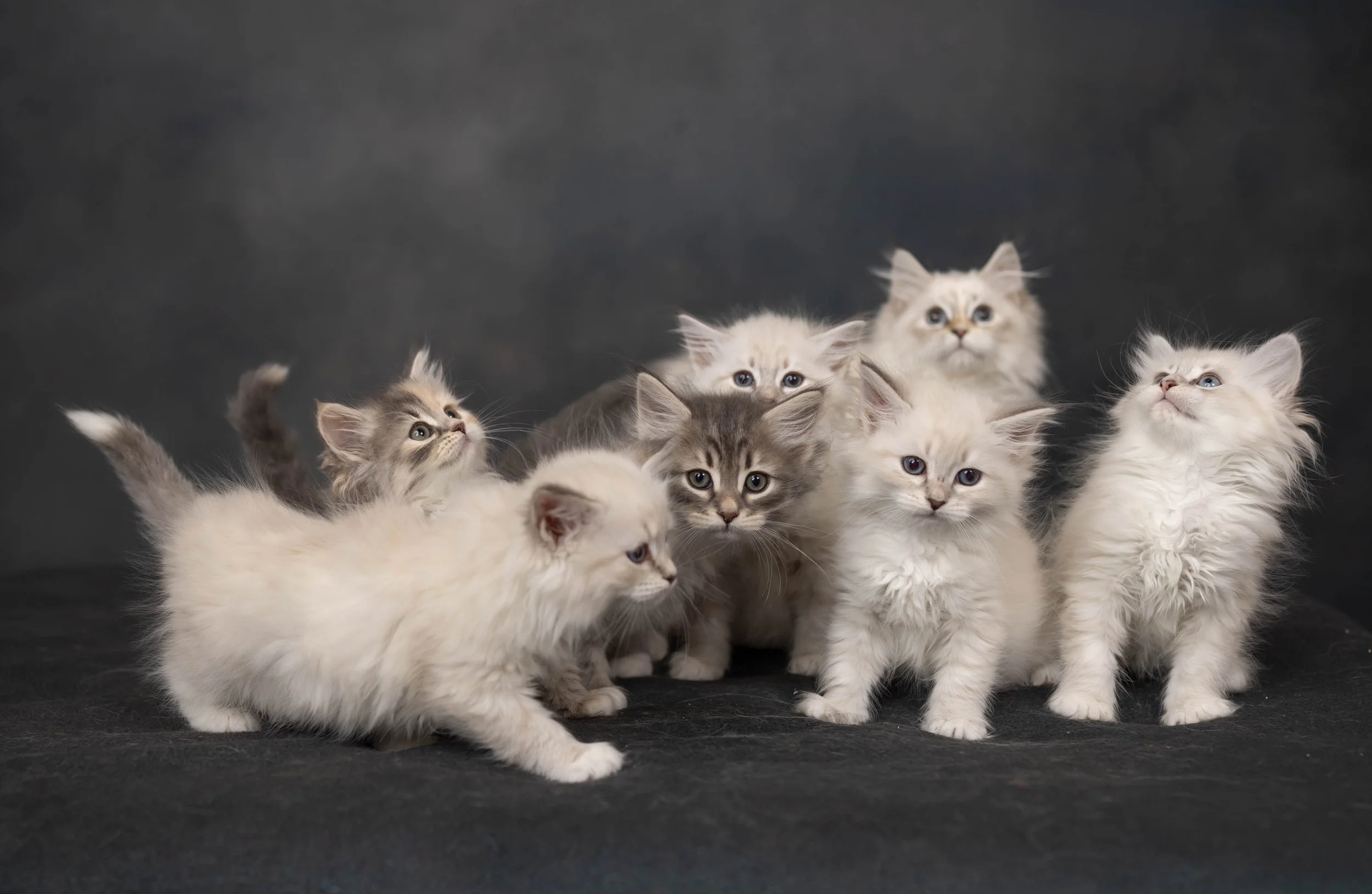 cattery 2026-538.jpg