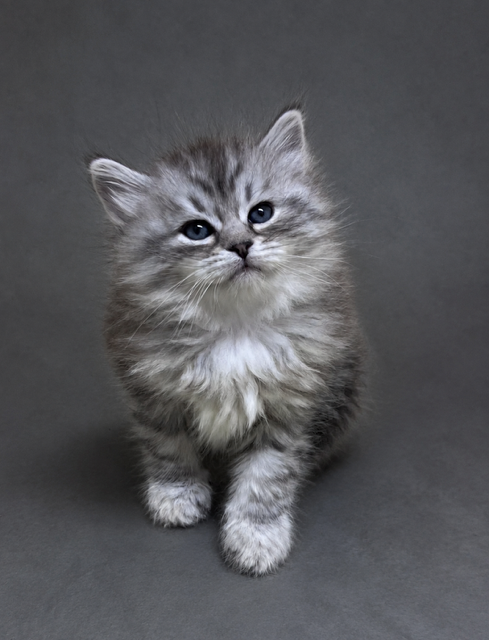17473F2B-7D88-4741-8400-37A71F1DAD41.PNG