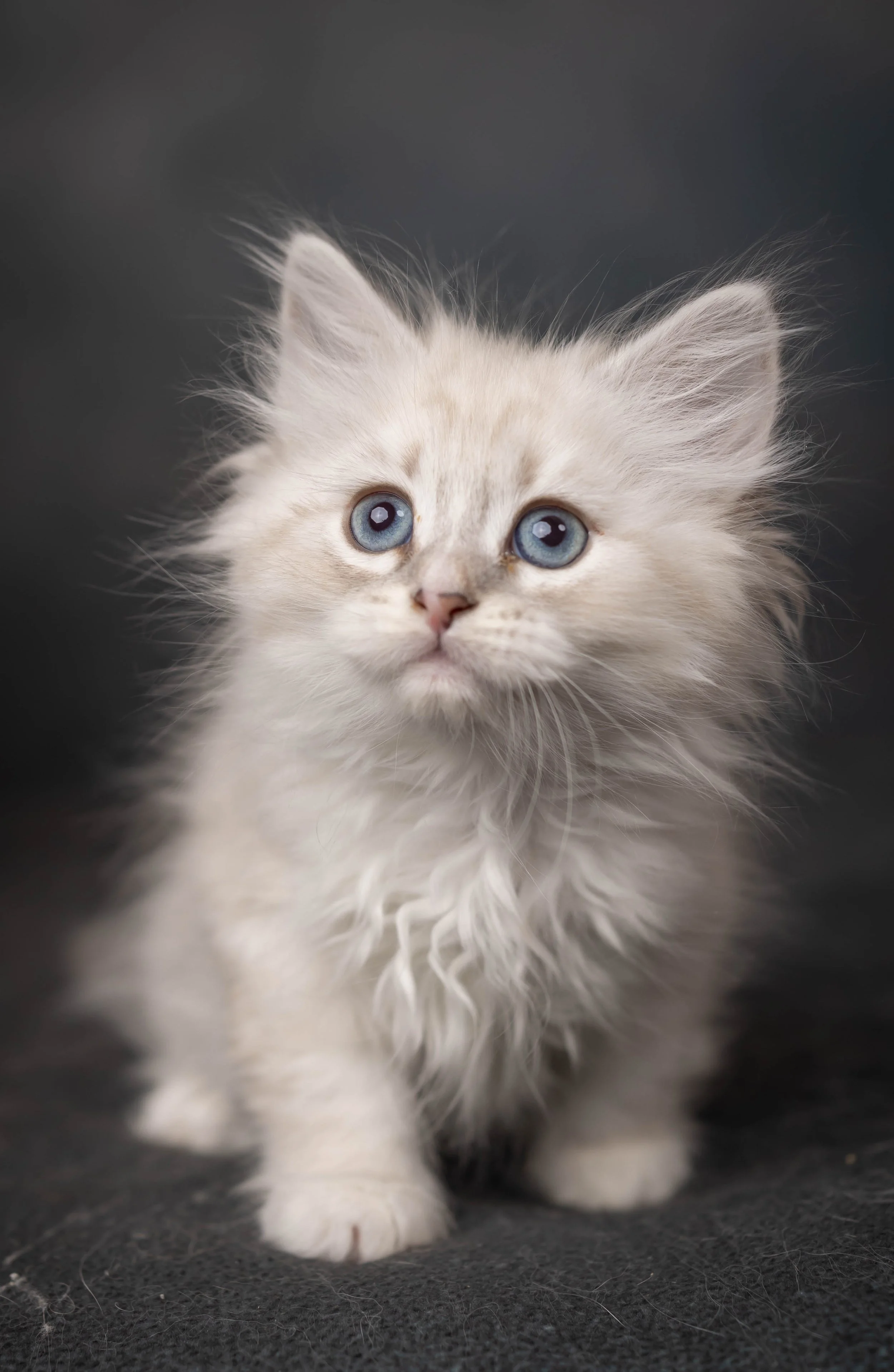 cattery 2026-586.jpg