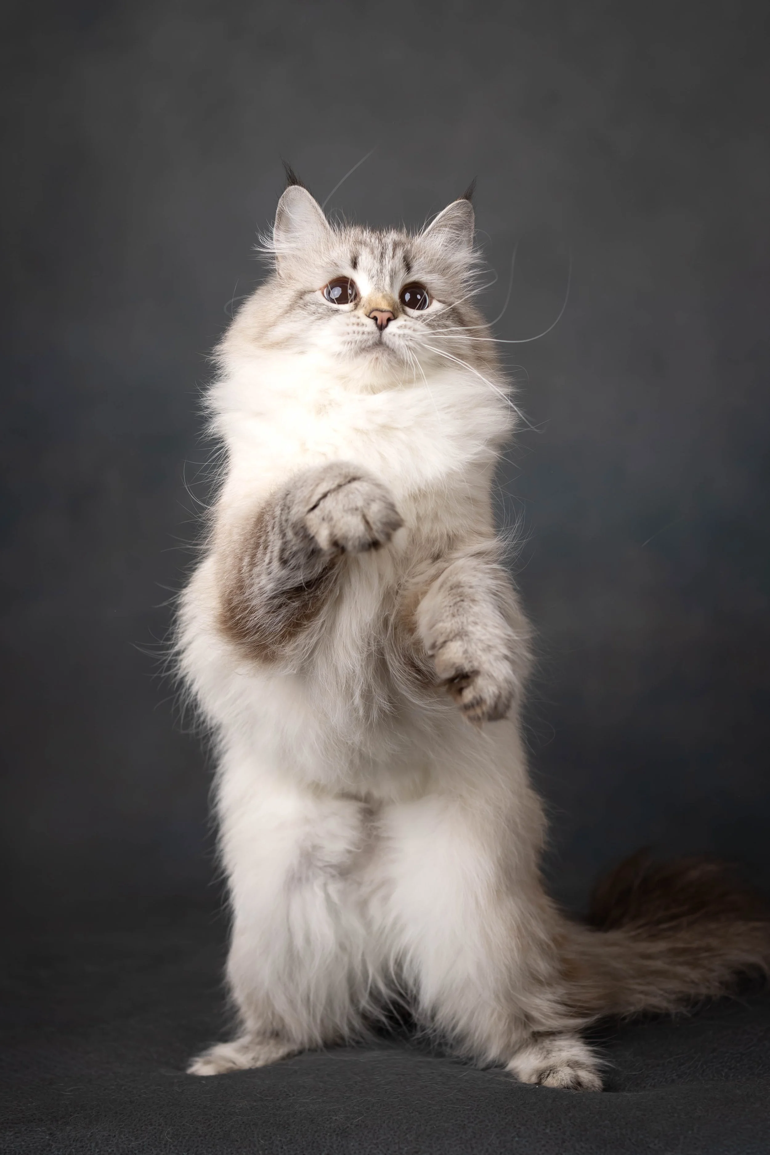A Neva Masquerade Siberian Cat. Queen of Sunshine Snow Siberians.