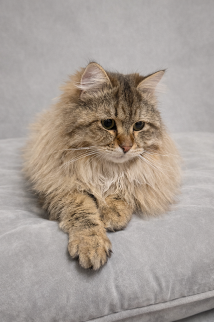 A Traditional Siberian Forest Cat.  Future King of Sunshine Snow Siberians.