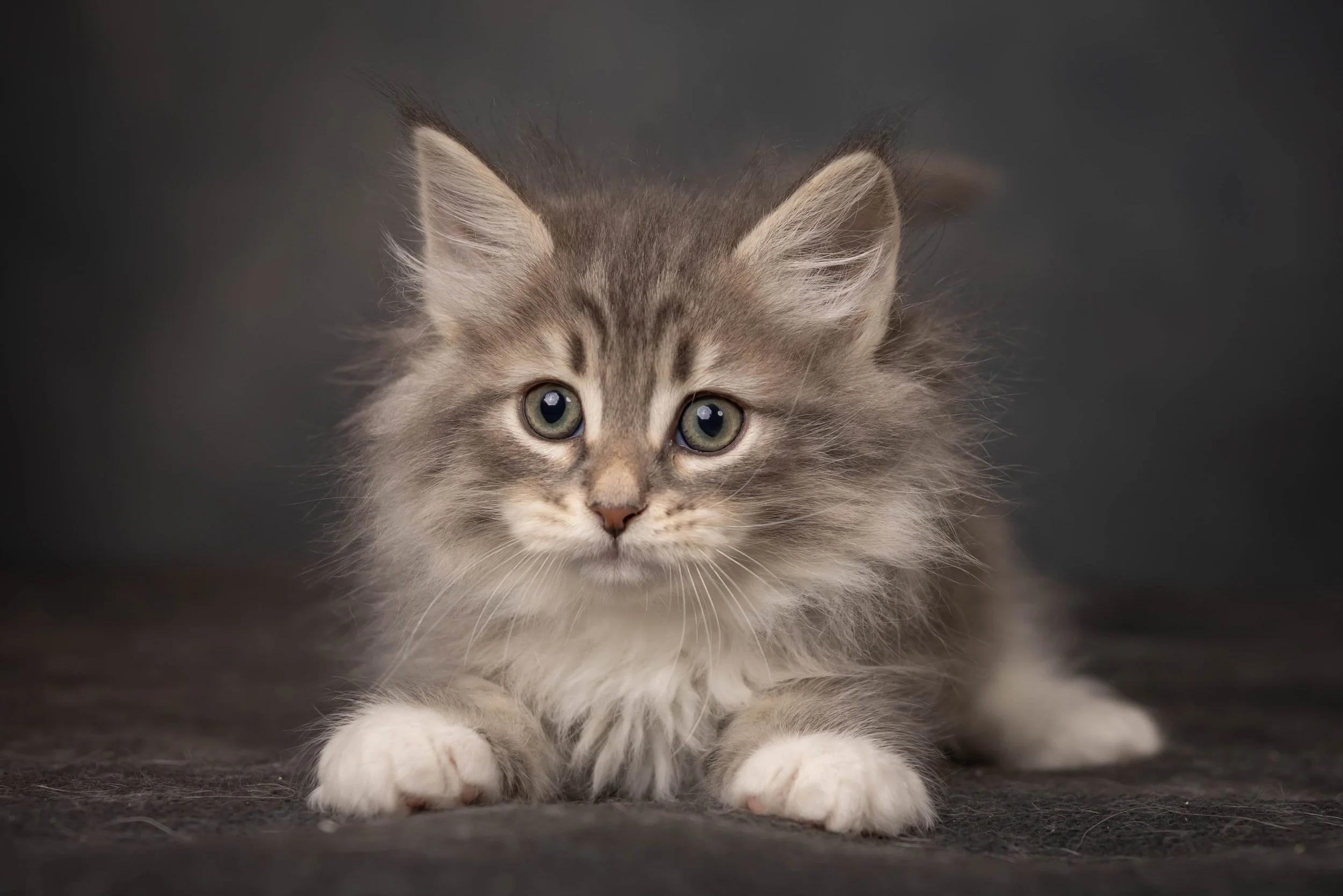 cattery 2026-26.jpg