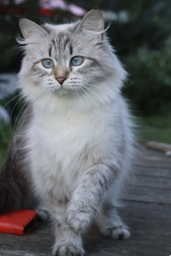 A Neva Masquerade Siberian Cat.  Queen of Sunshine Snow Siberians.