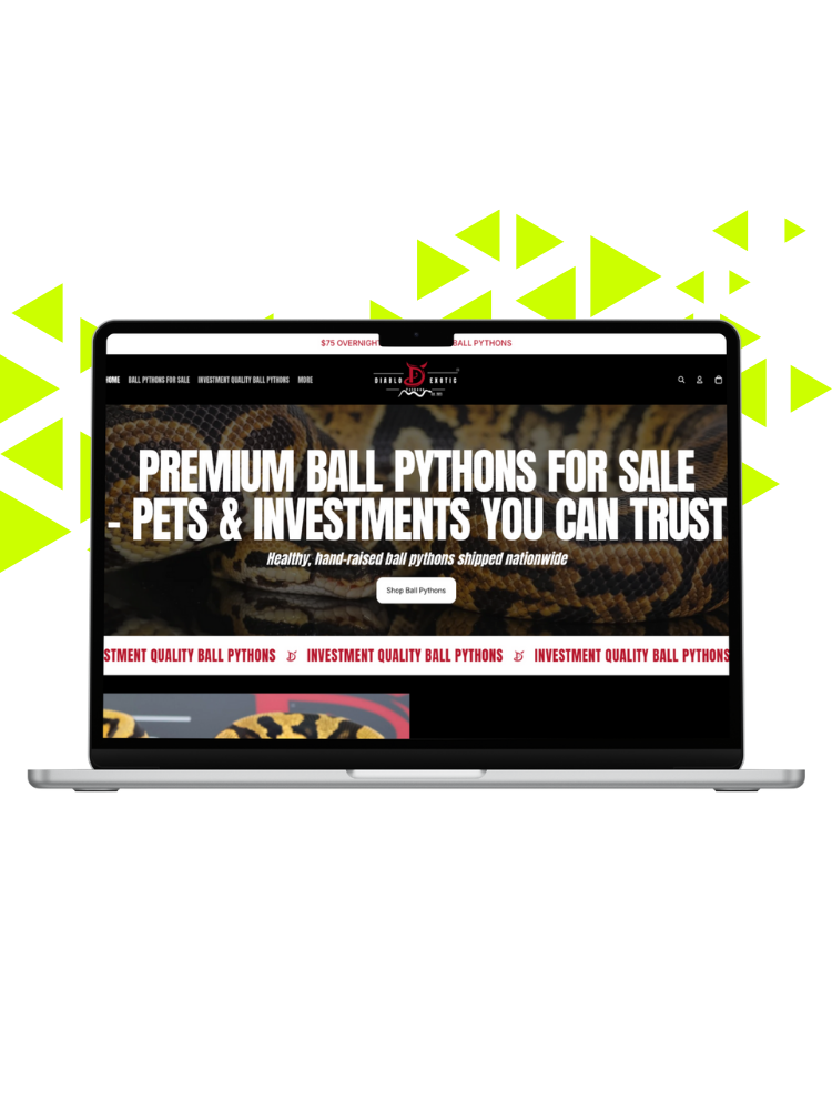 A laptop displaying a website for premium ball pythons for sale, with a black background and large white text, featuring images of ball pythons.
