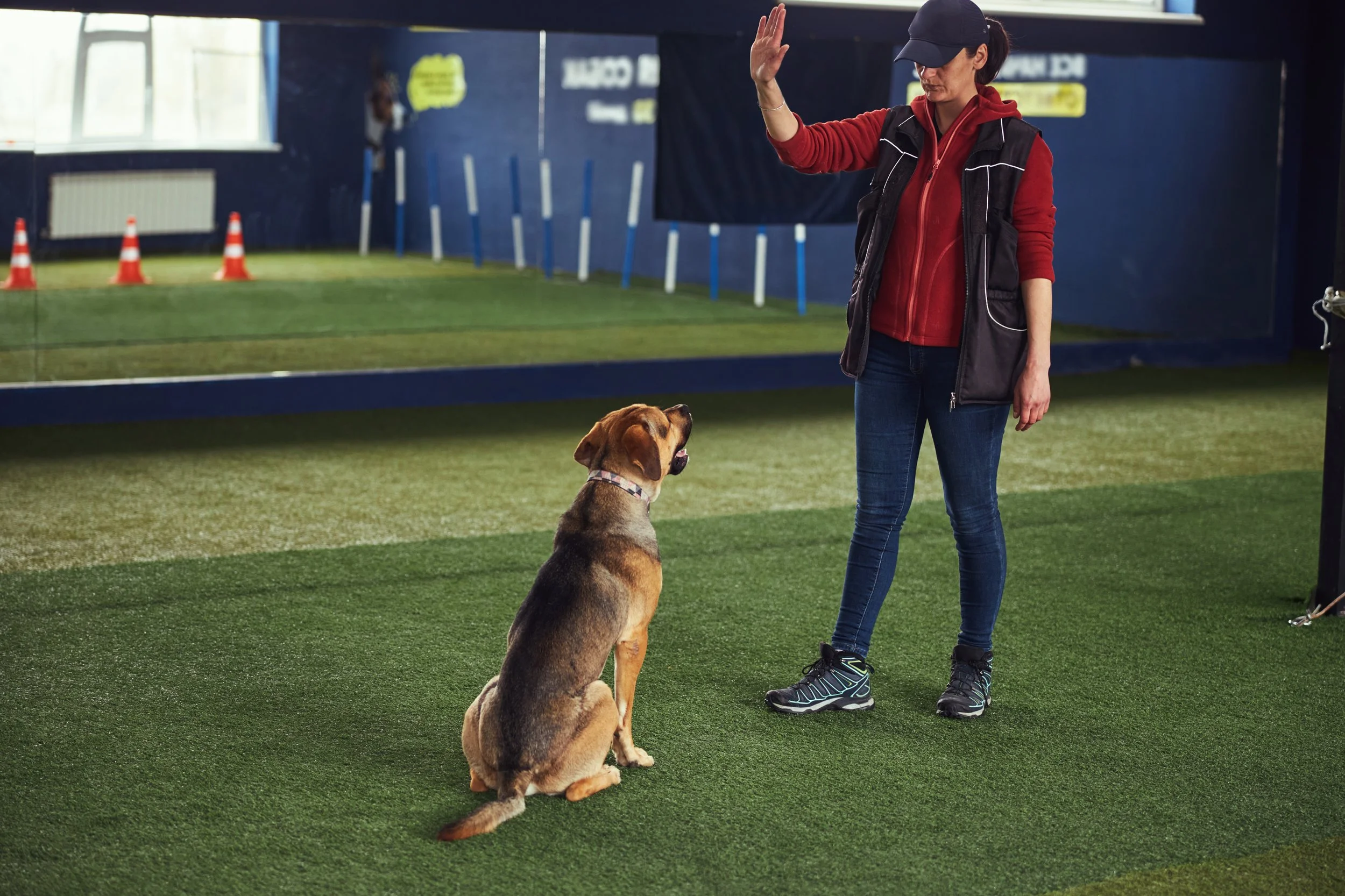 A woman training a dog indoors on artificial grass, with orange traffic cones in the background and a mirror reflecting the scene.