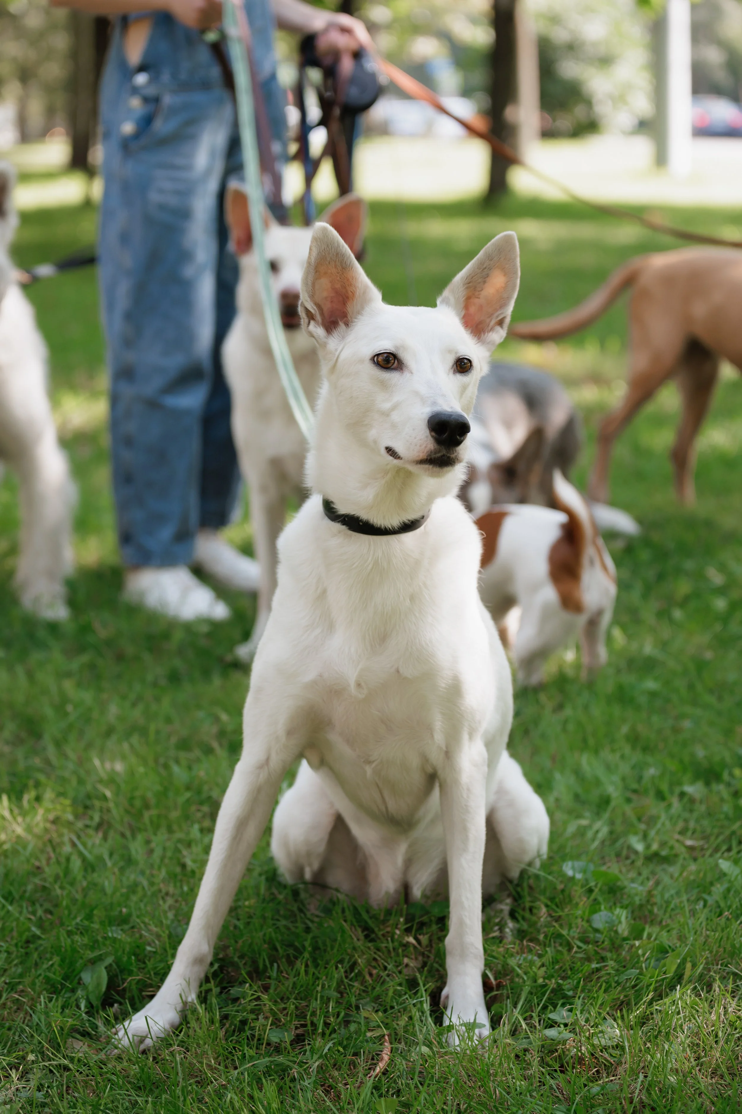A white dog with big ears sits on grass at a park, surrounded by other dogs and a person with blue jeans and a green shirt in the background.