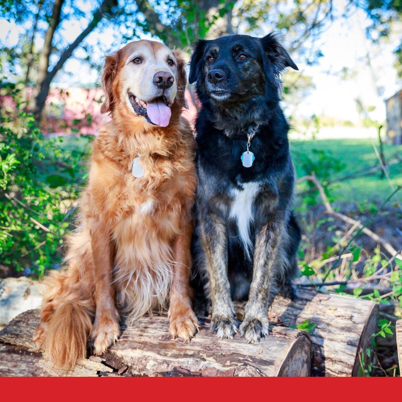 Two dogs sitting on a log outdoors surrounded by greenery and trees, with a house visible in the background.