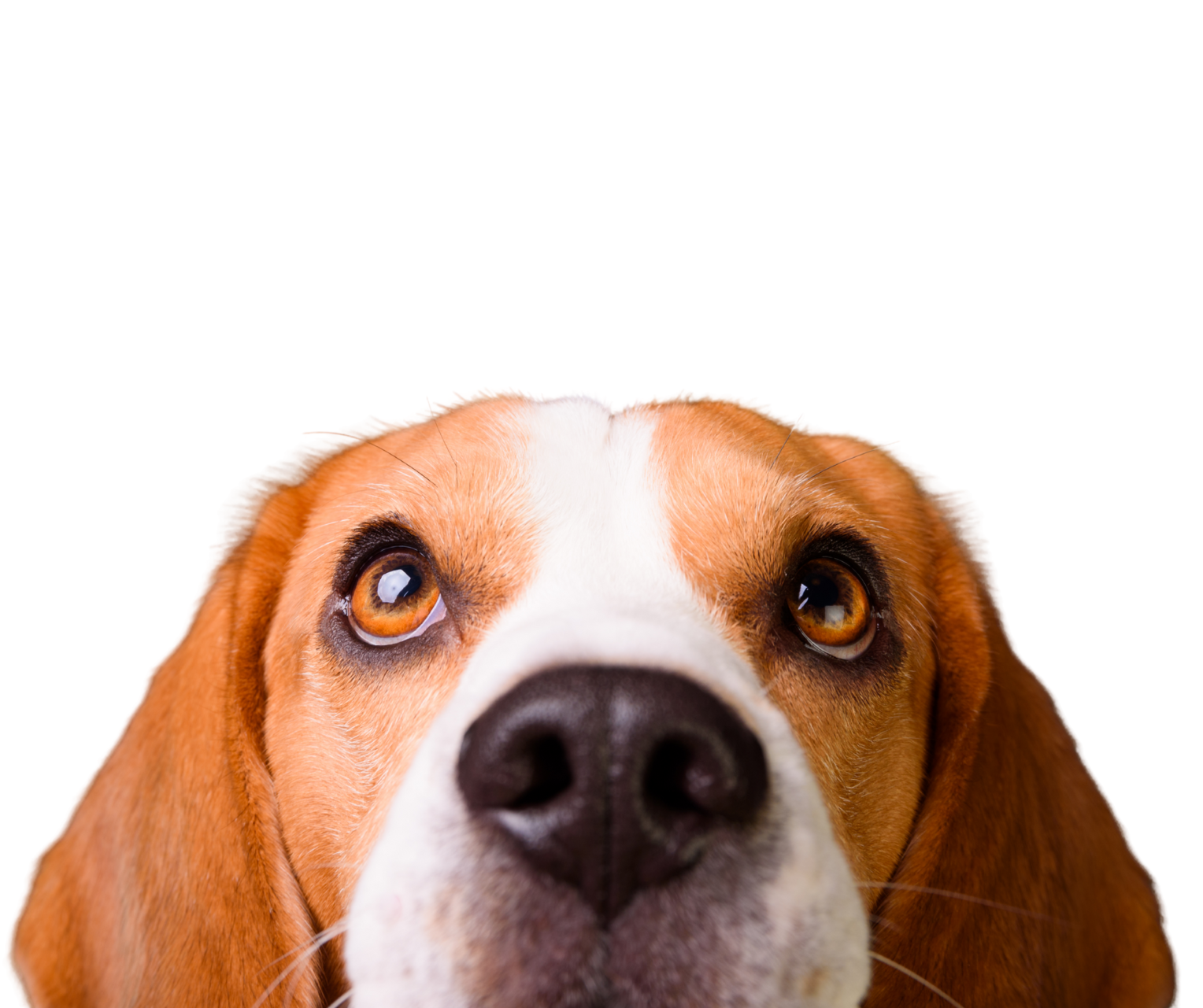 Close-up of a Basset Hound's face with brown eyes and distinctive long ears.