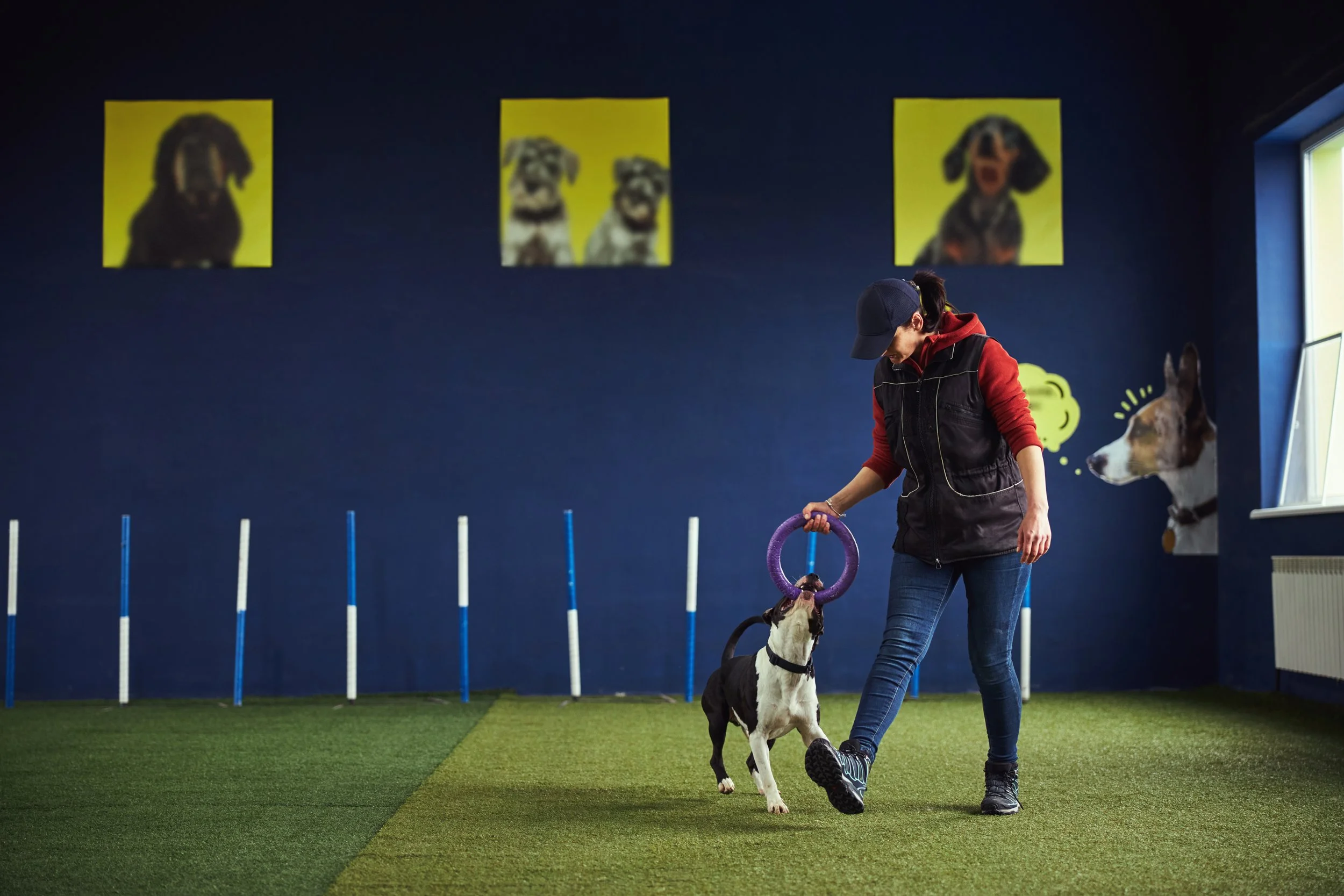 A woman training a black and white dog with a purple ring toy inside a room with blue walls and green artificial grass flooring. There are photos of dogs on the wall and a large dog mural on the wall to the right.