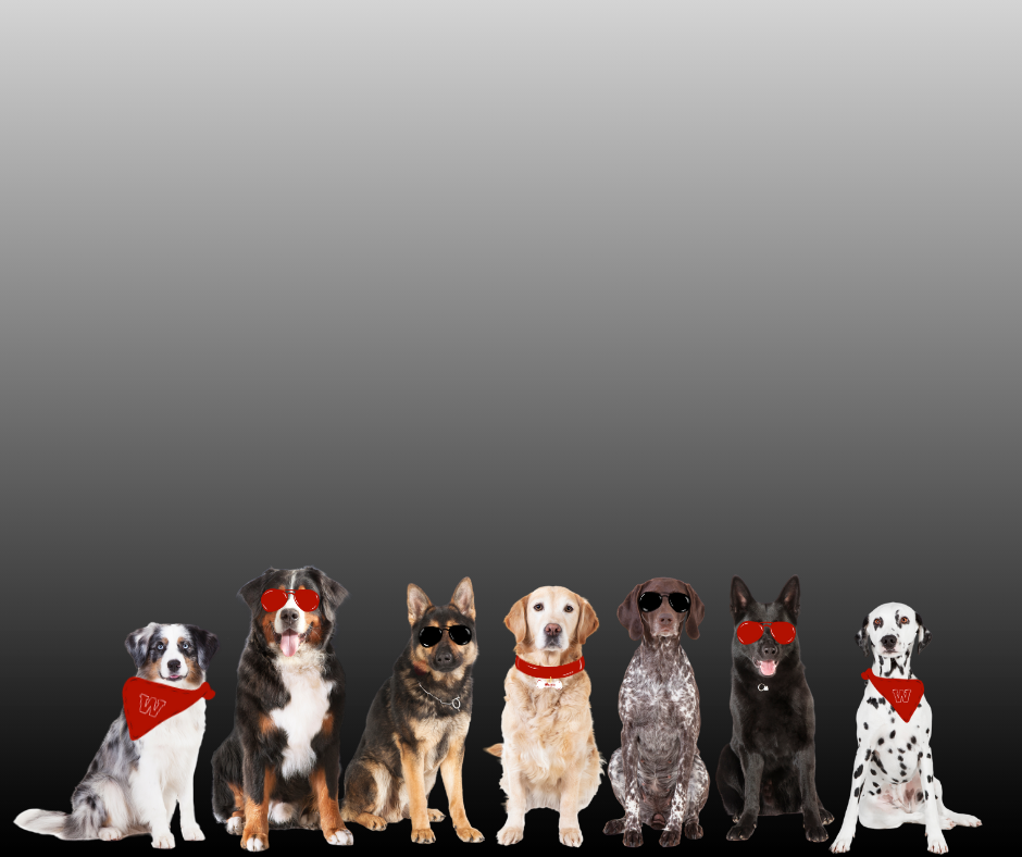 Seven dogs sitting in a row, some wearing sunglasses or bandanas, against a gray gradient background.