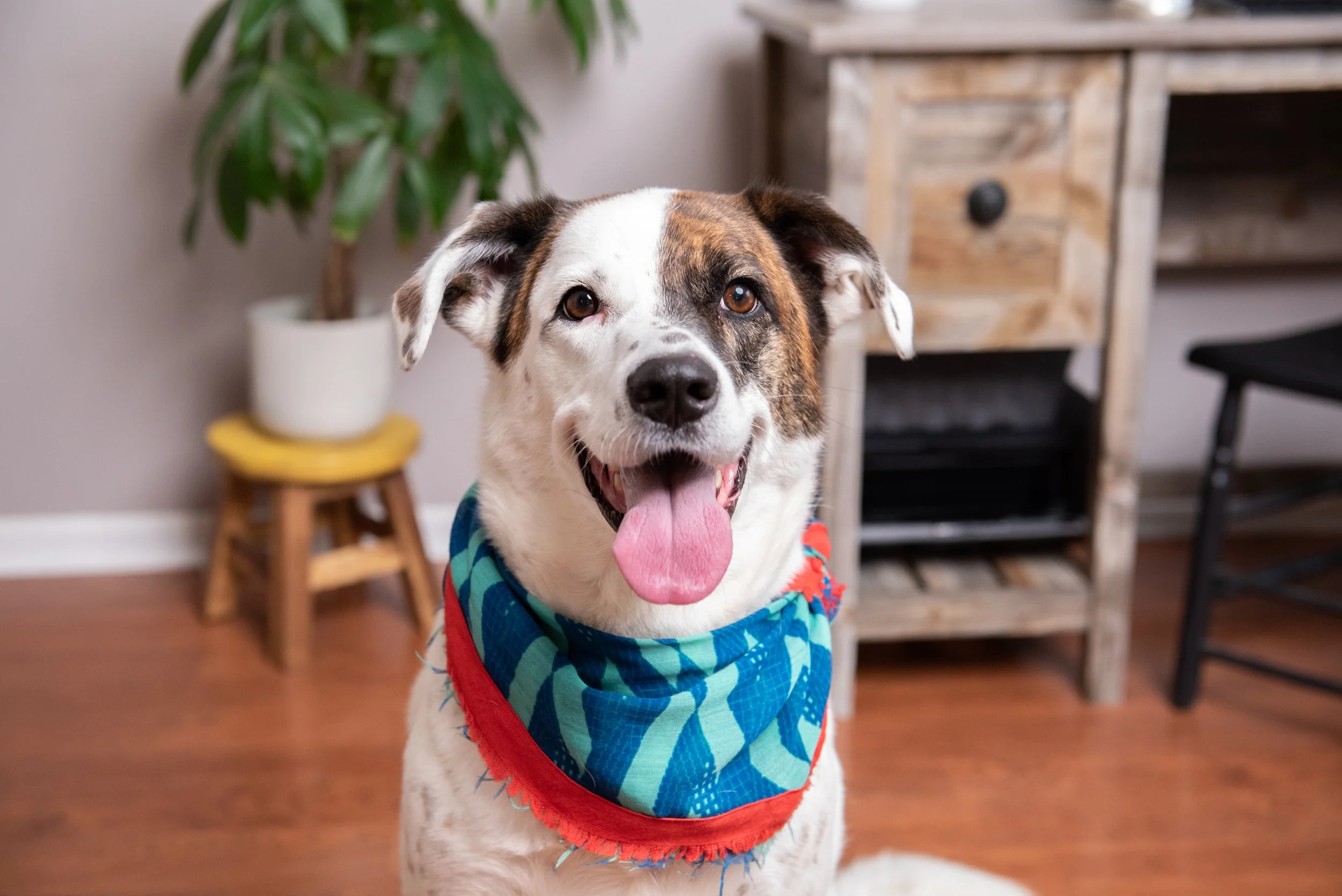 A happy white dog with brown and black patches, wearing a blue bandana, sitting indoors in front of a wooden table and a potted plant.
