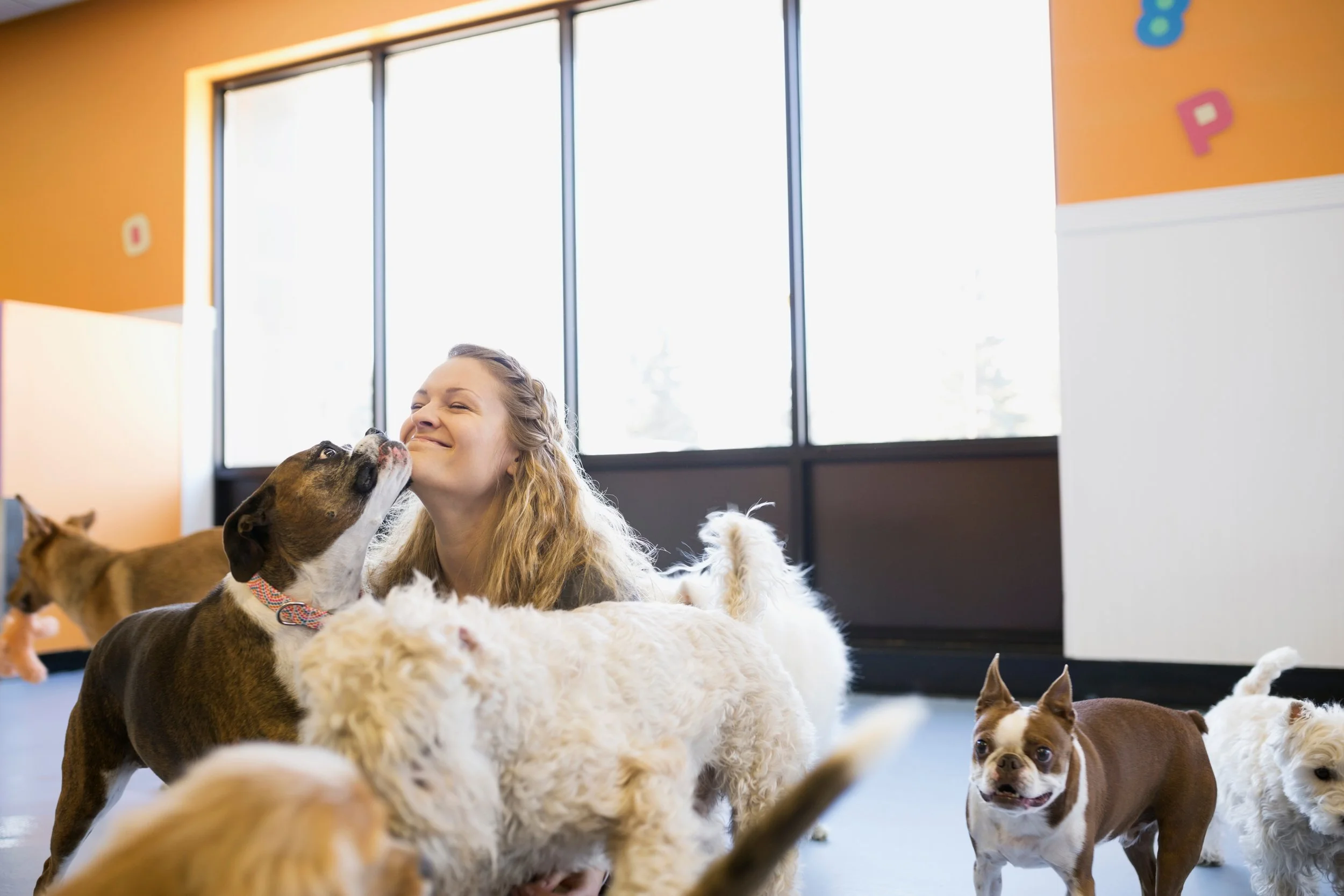 A woman with long blonde hair smiling as a brown and white dog licks her face surrounded by multiple dogs in an indoor play area.