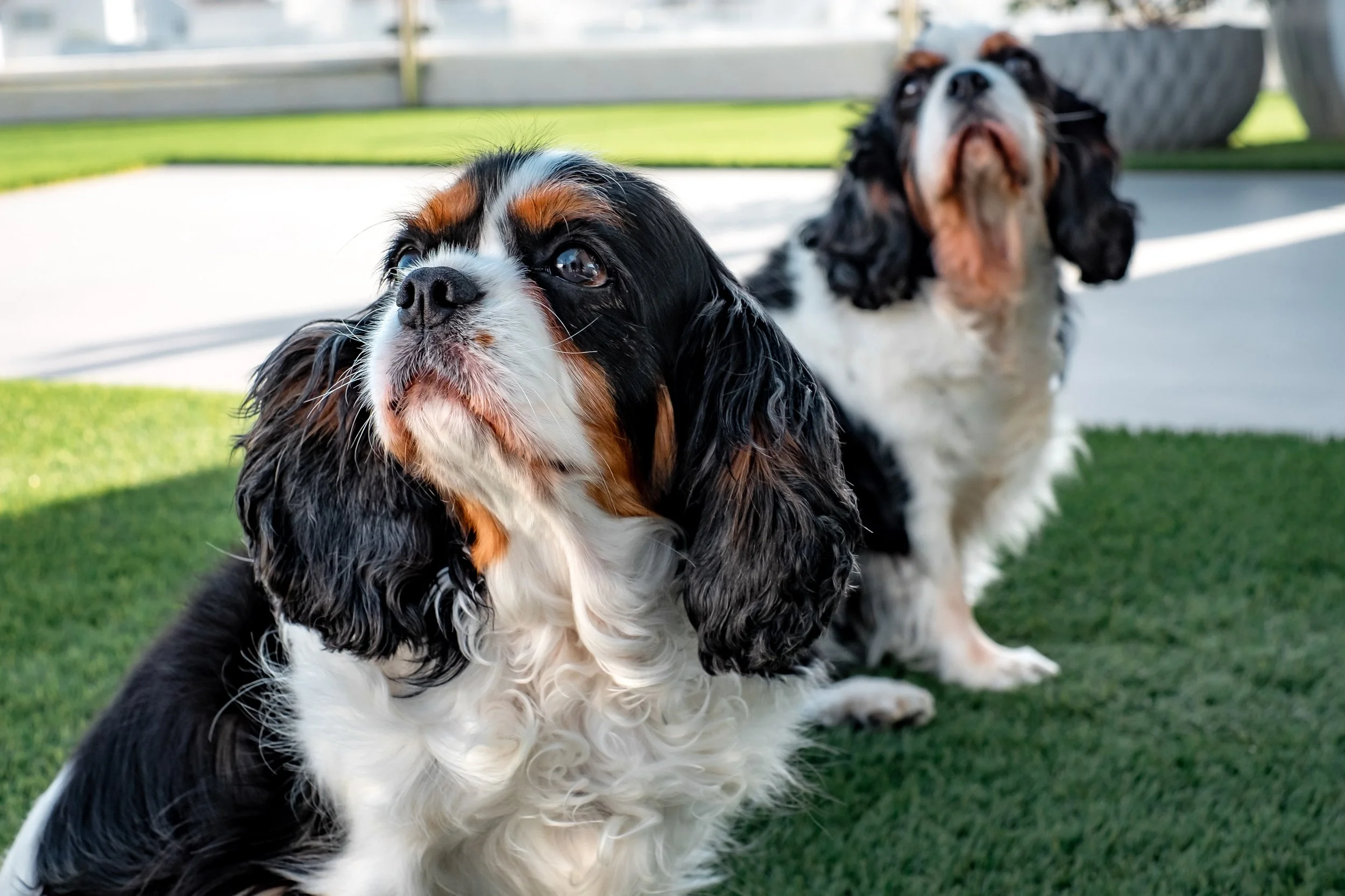 Two Cavalier King Charles Spaniel dogs sitting on green grass outside, one in the foreground and one in the background, with a blurred outdoor setting.
