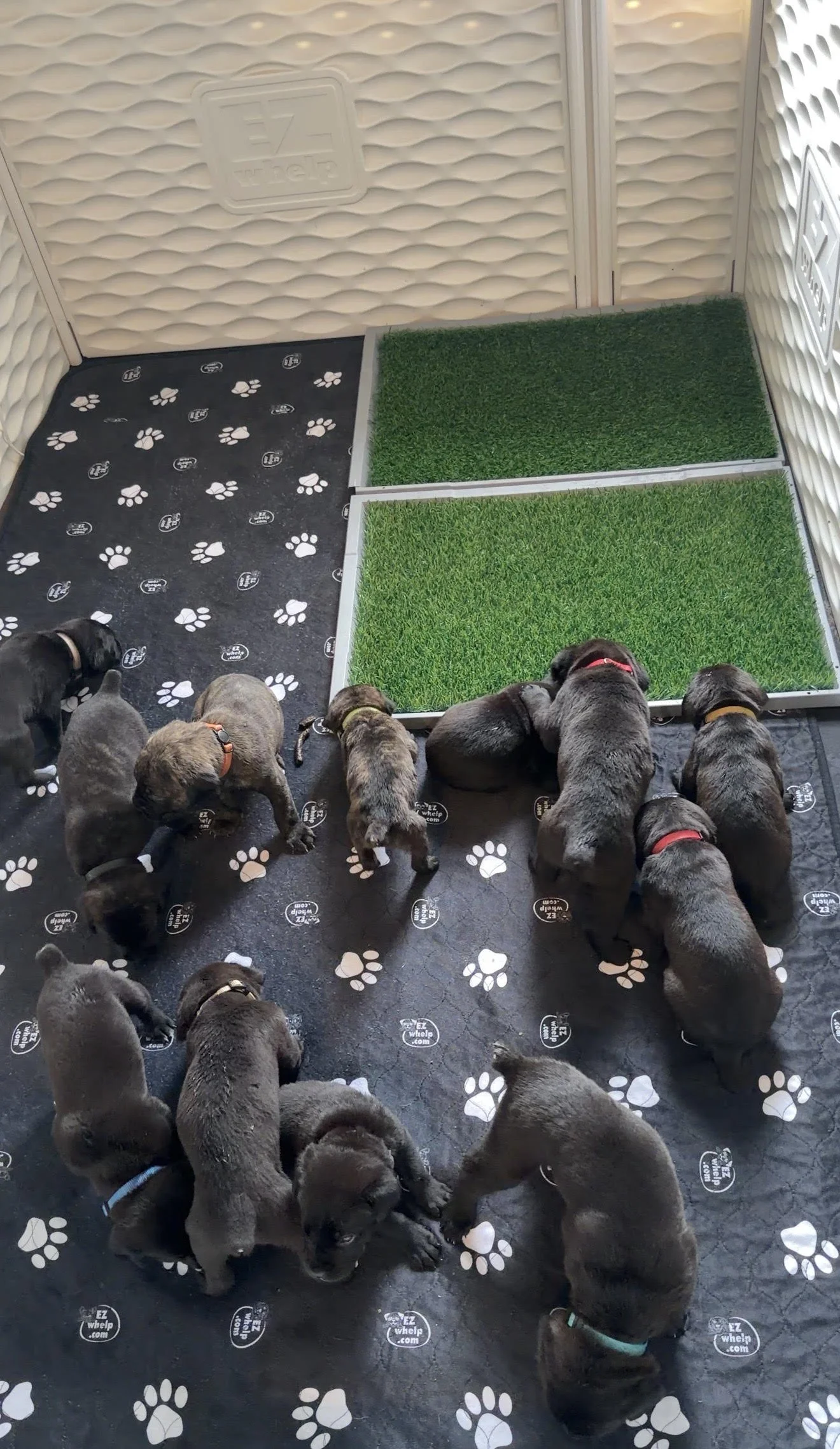 litter pic.jpg