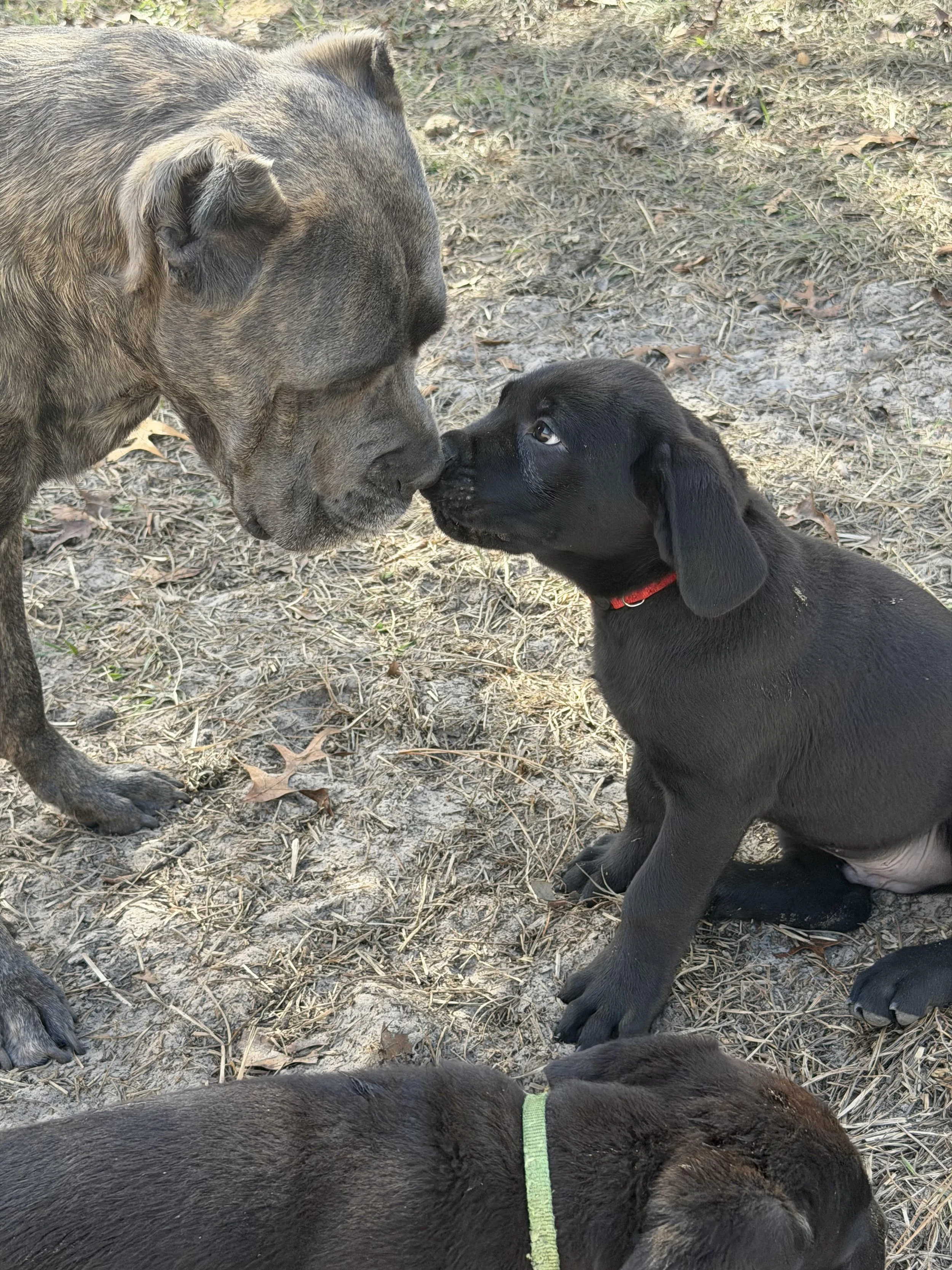 mom and hades.jpg