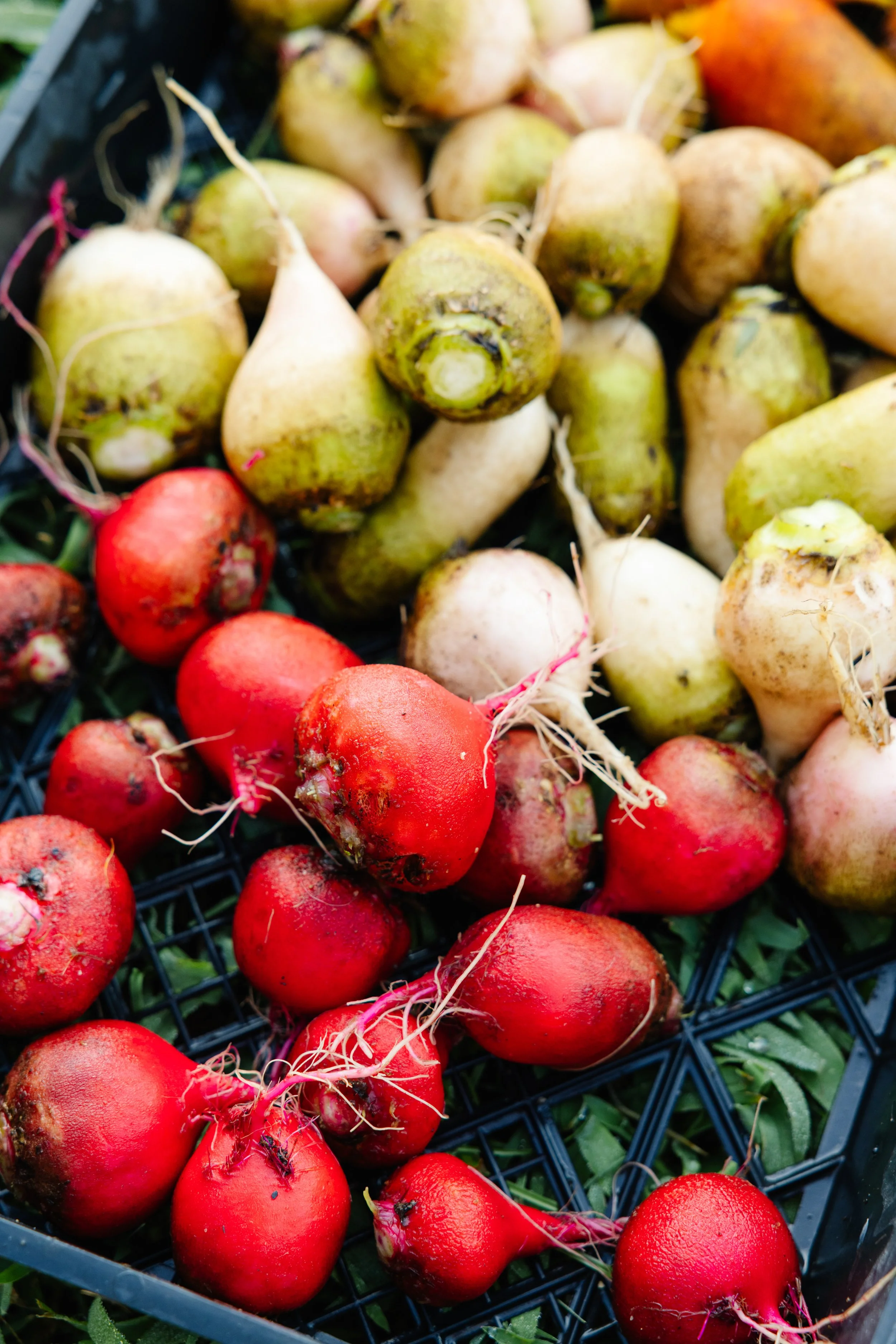 Fresh red and white radishes displayed in a black crate.