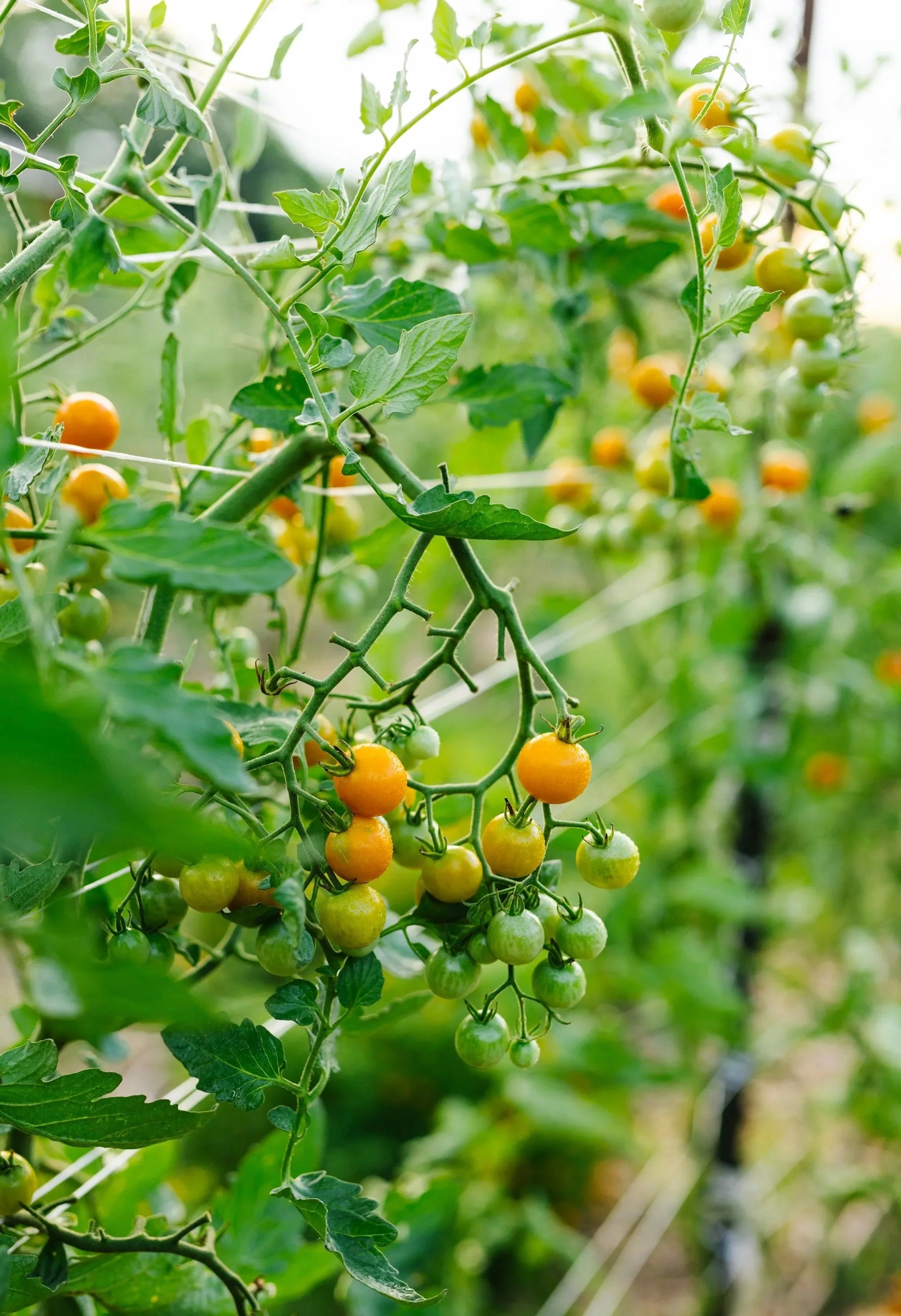 Close-up of tomato plants with ripening yellow and green cherry tomatoes hanging on the vines.