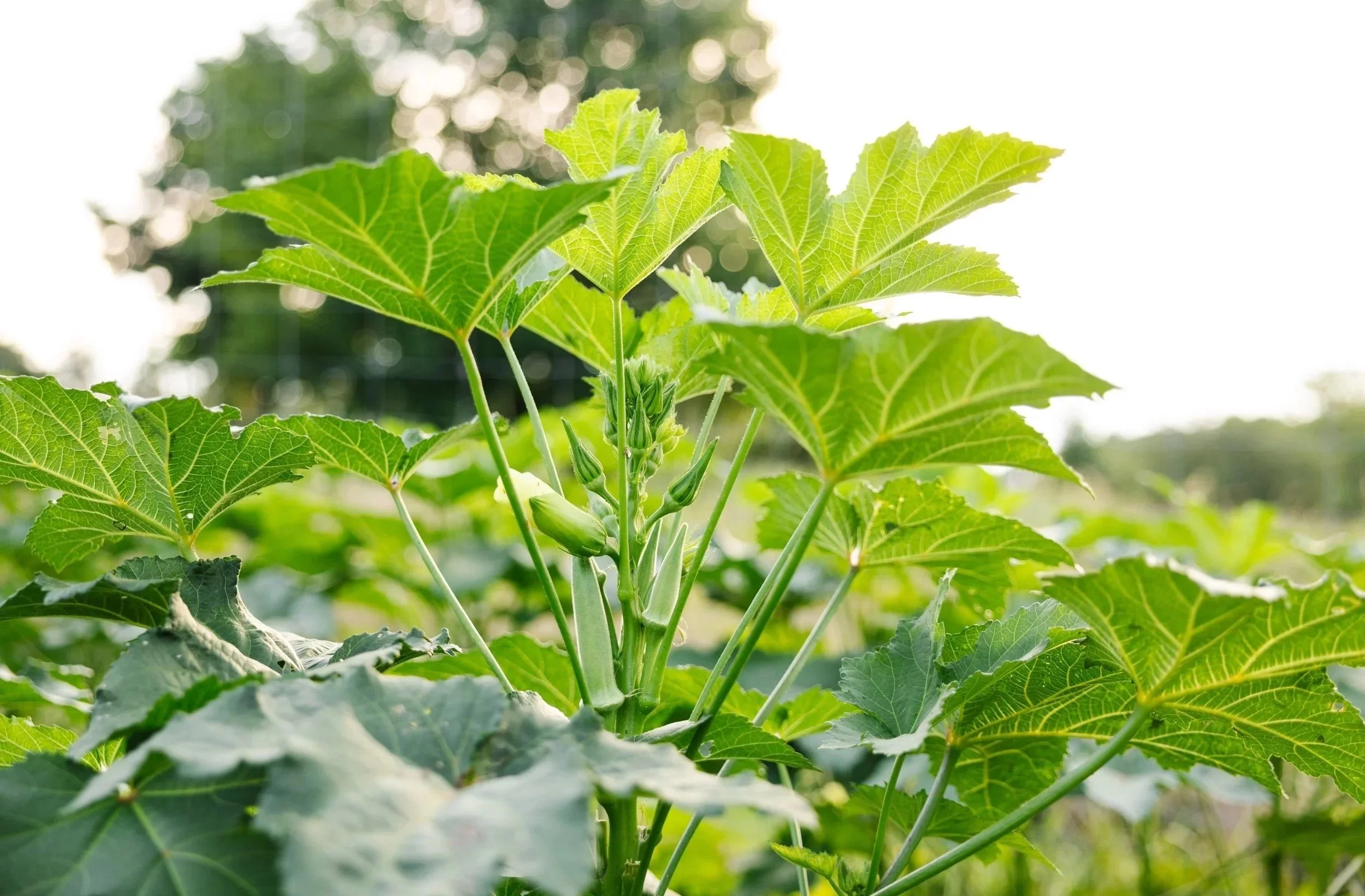Close-up of a green plant with large leaves and small covered buds in the center, outdoors on a sunny day.