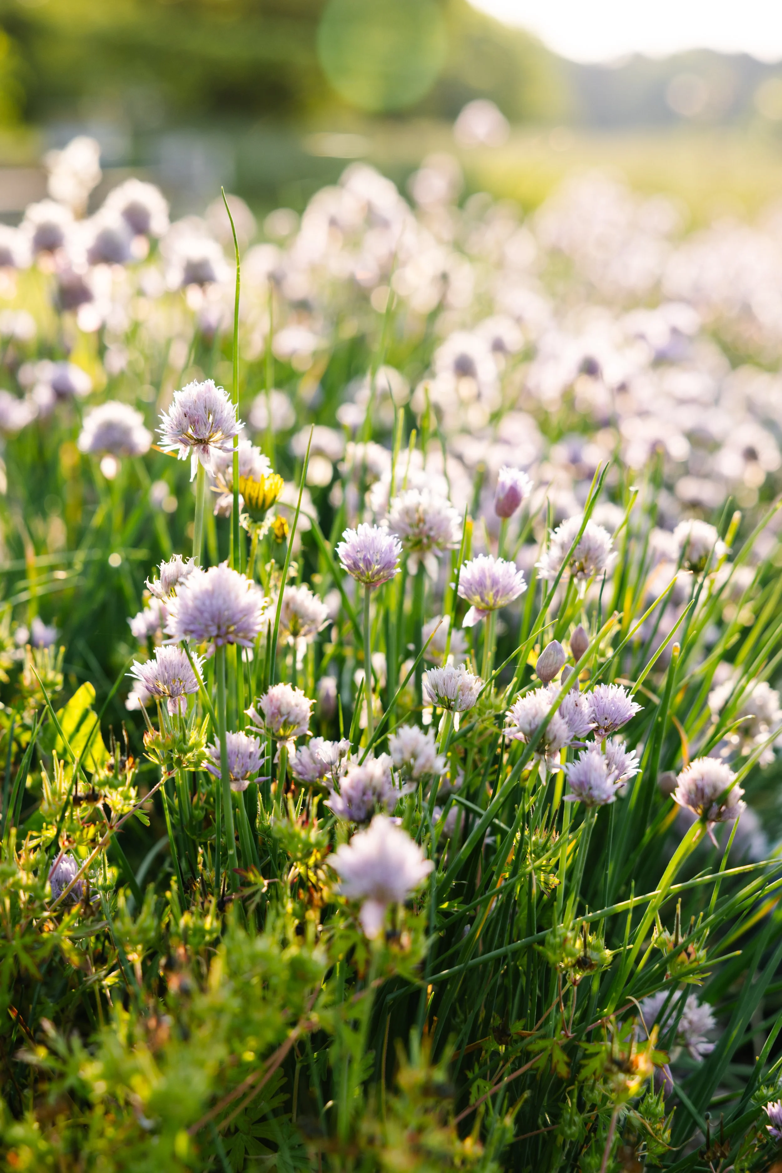 Close-up of a field of purple and white flowers with green grass, illuminated by sunlight, in a natural outdoor setting.