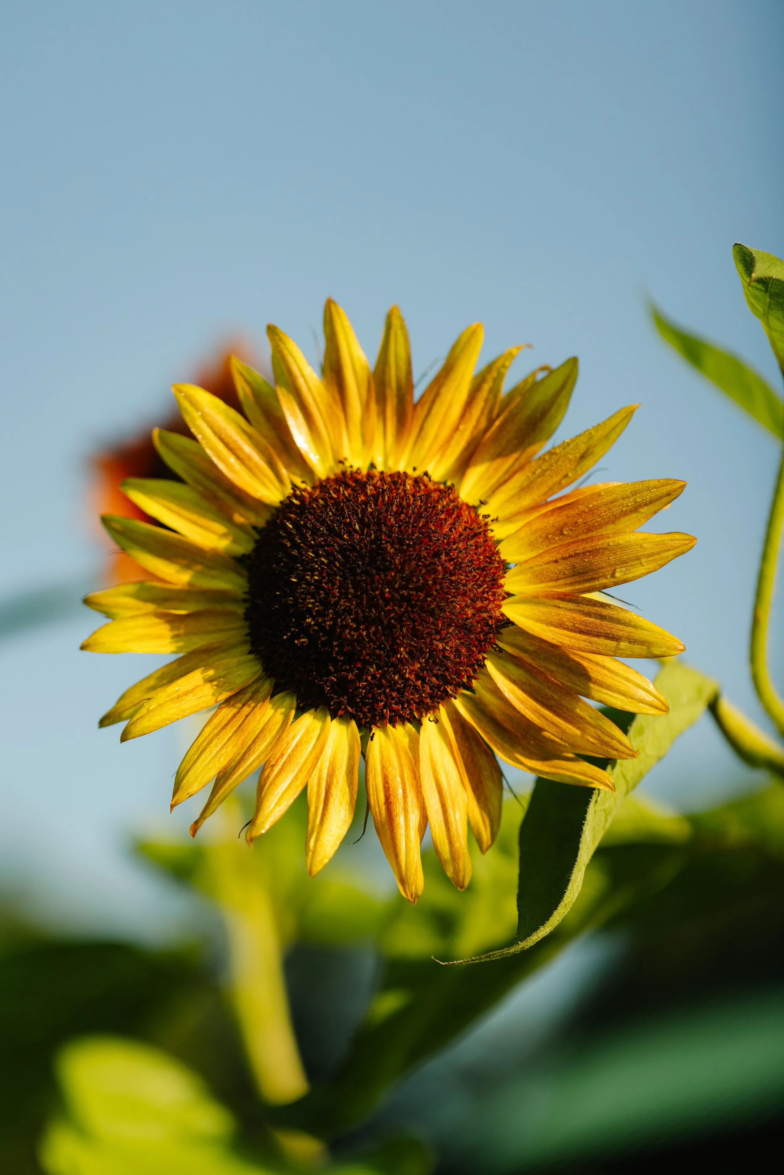 Close-up of a blooming sunflower with yellow petals and a dark center, set against a blue sky background.