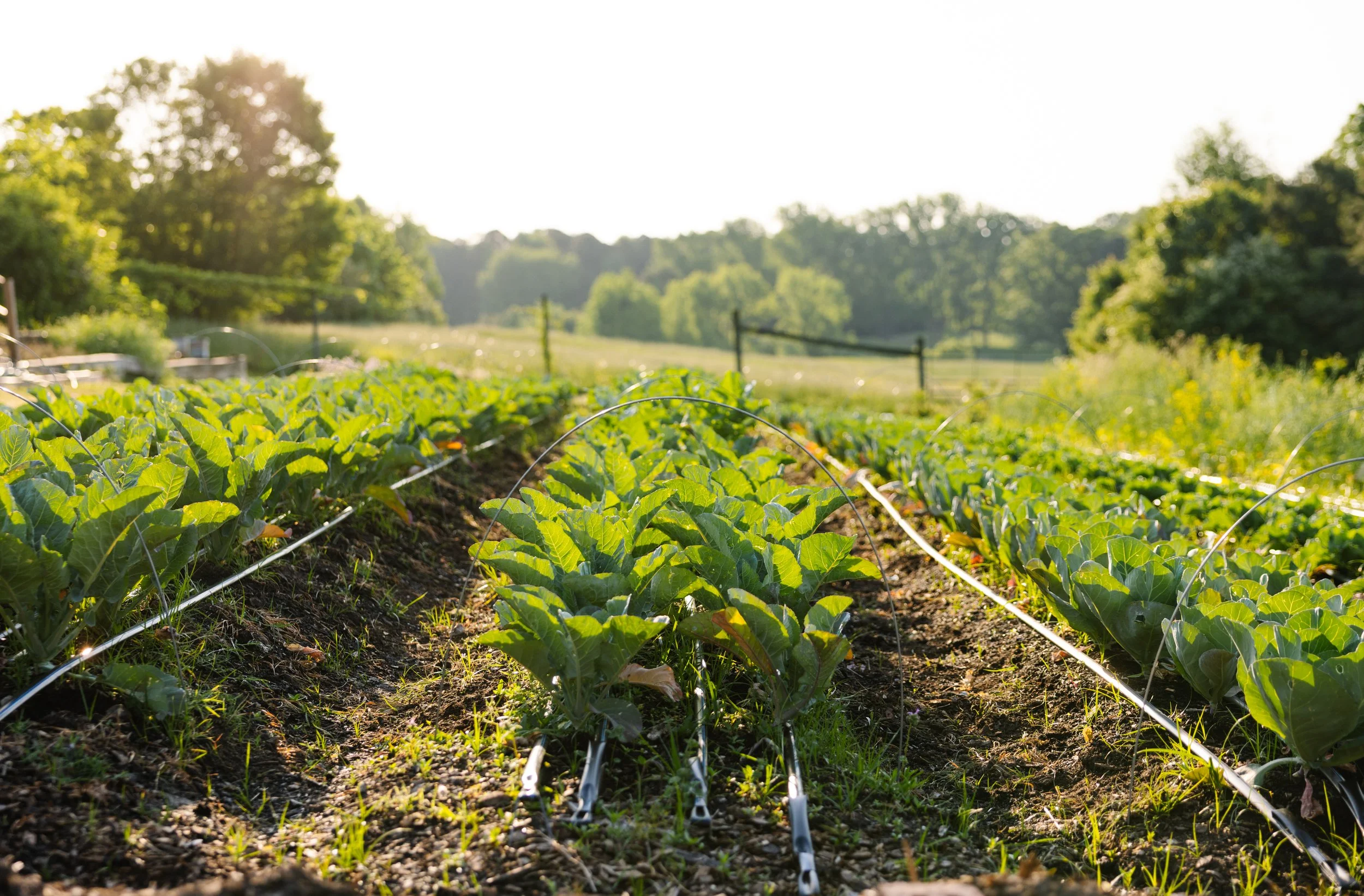 Rows of green leafy plants growing in a farm field with drip irrigation, surrounded by trees and open land under a bright sky.