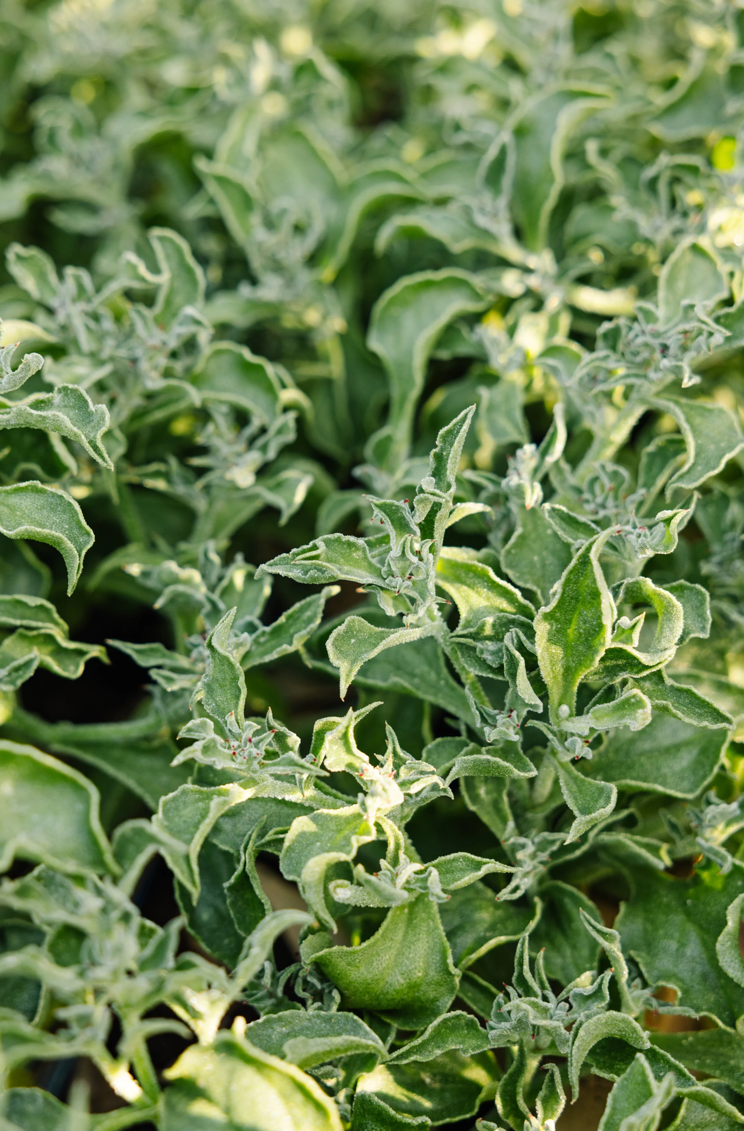 Close-up of green variegated leaves with fuzzy edges, possibly a plant in a garden.