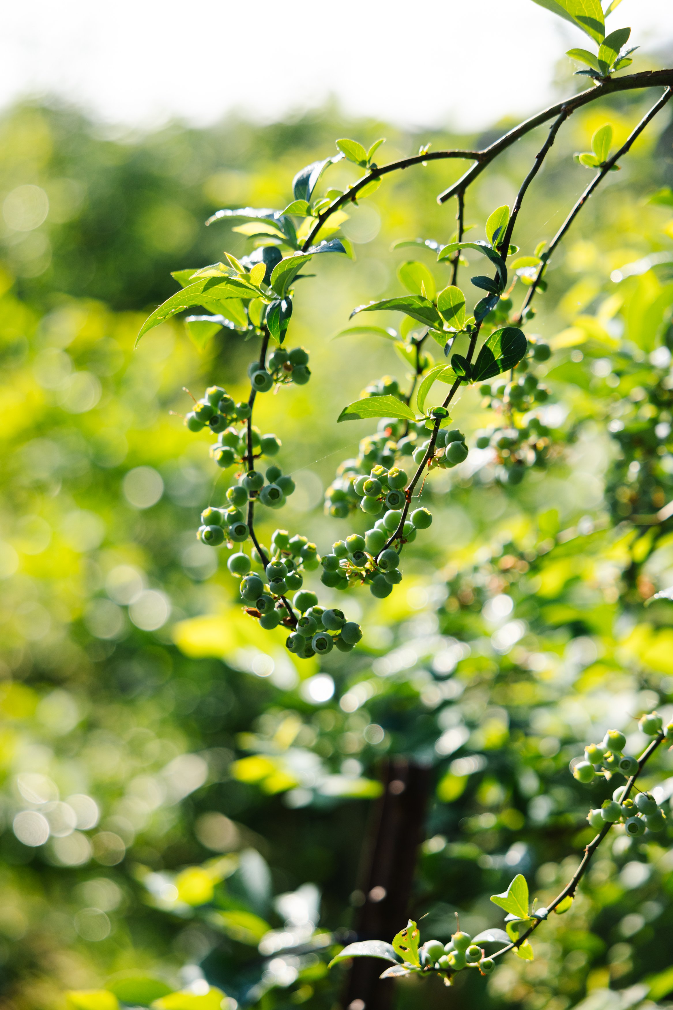 Close-up of a branch with green berries and leaves, with sunlight and blurred greenery in the background.