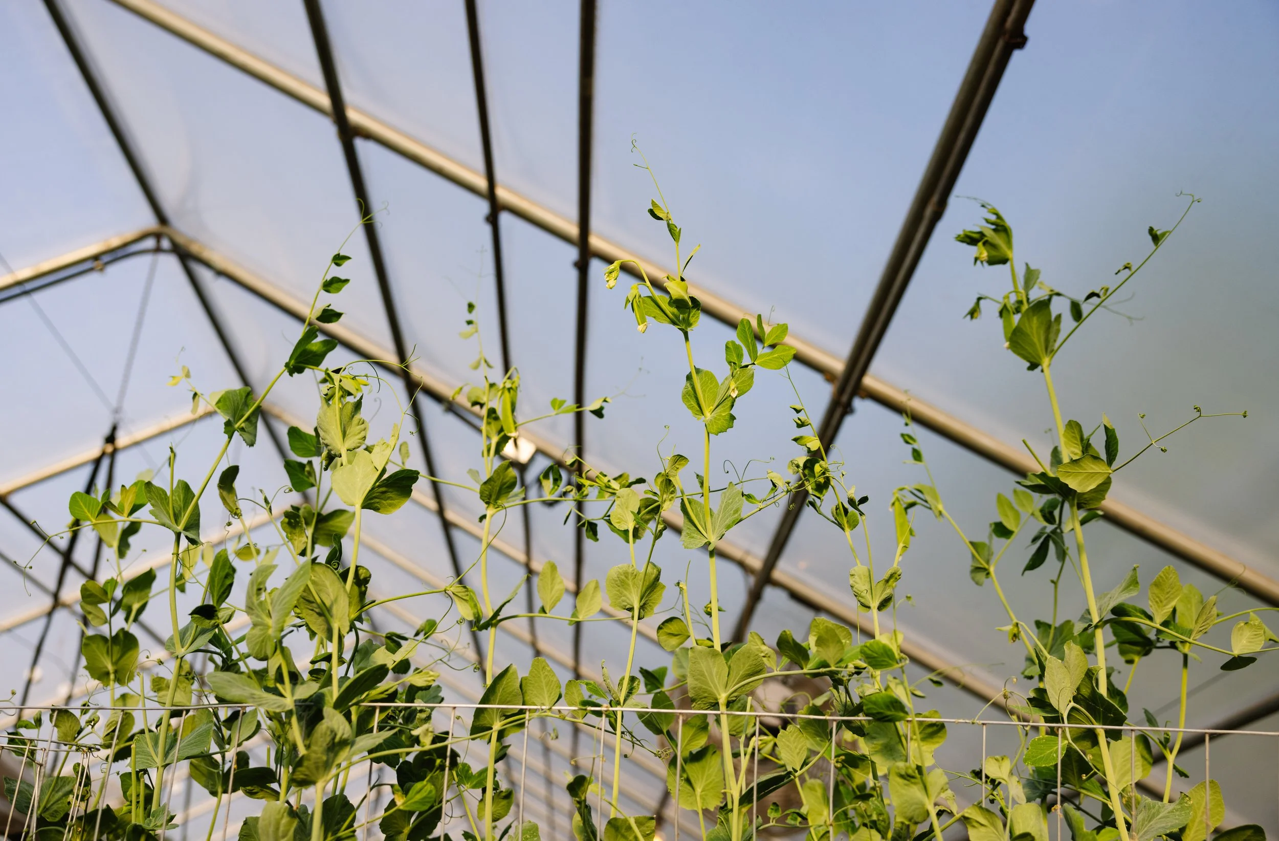 Green climbing plants growing inside a greenhouse structure with metal framing and translucent panels.