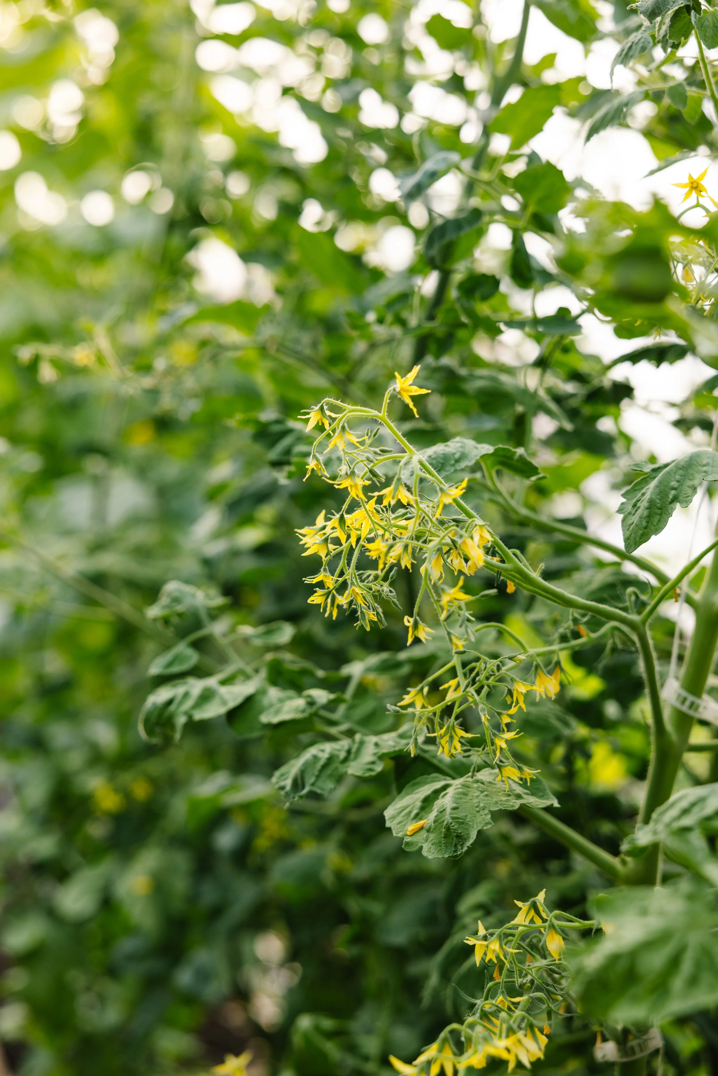 Green tomato plant with small yellow flowers and green leaves.