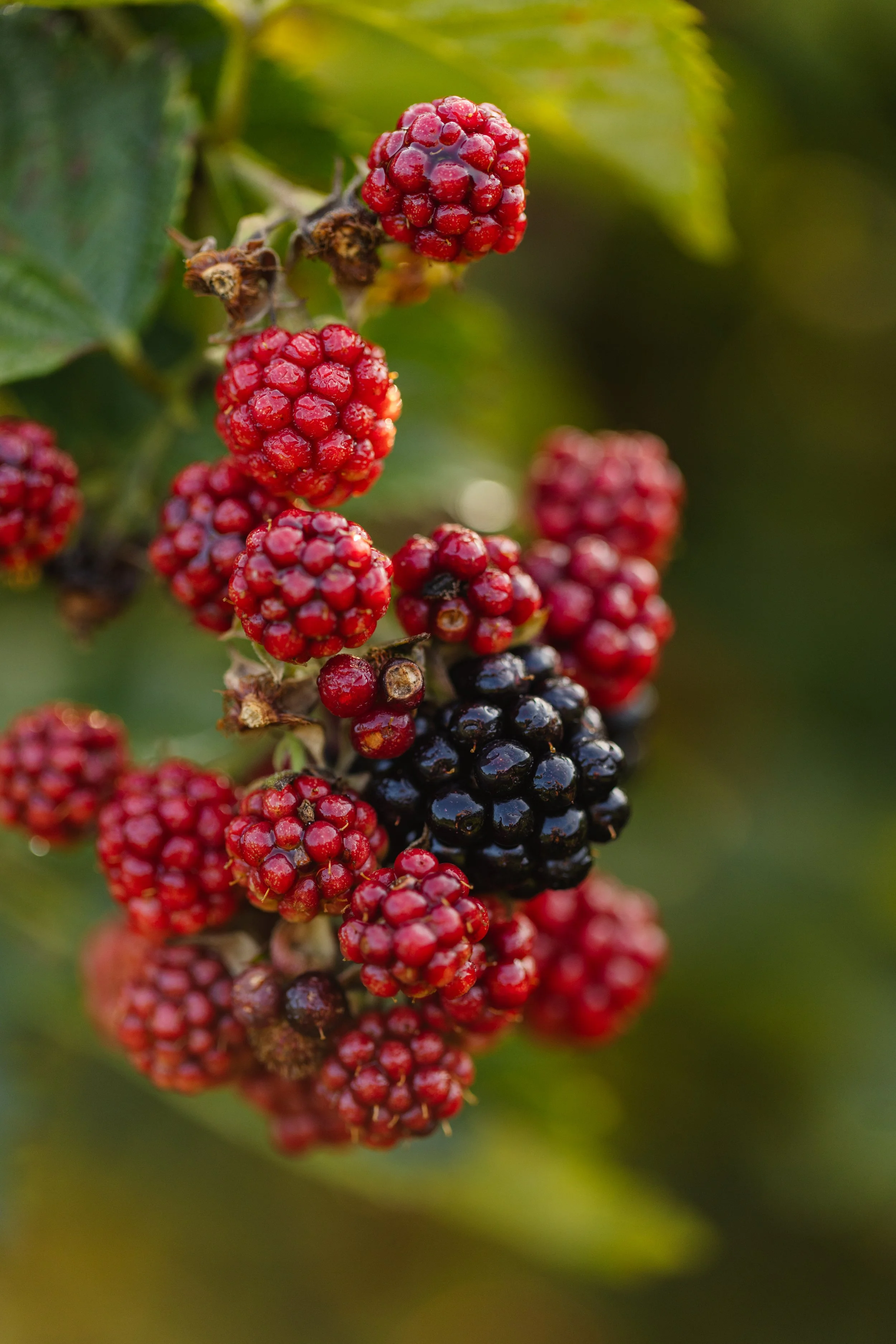 Close-up of ripe and unripe blackberries on a blackberry bush