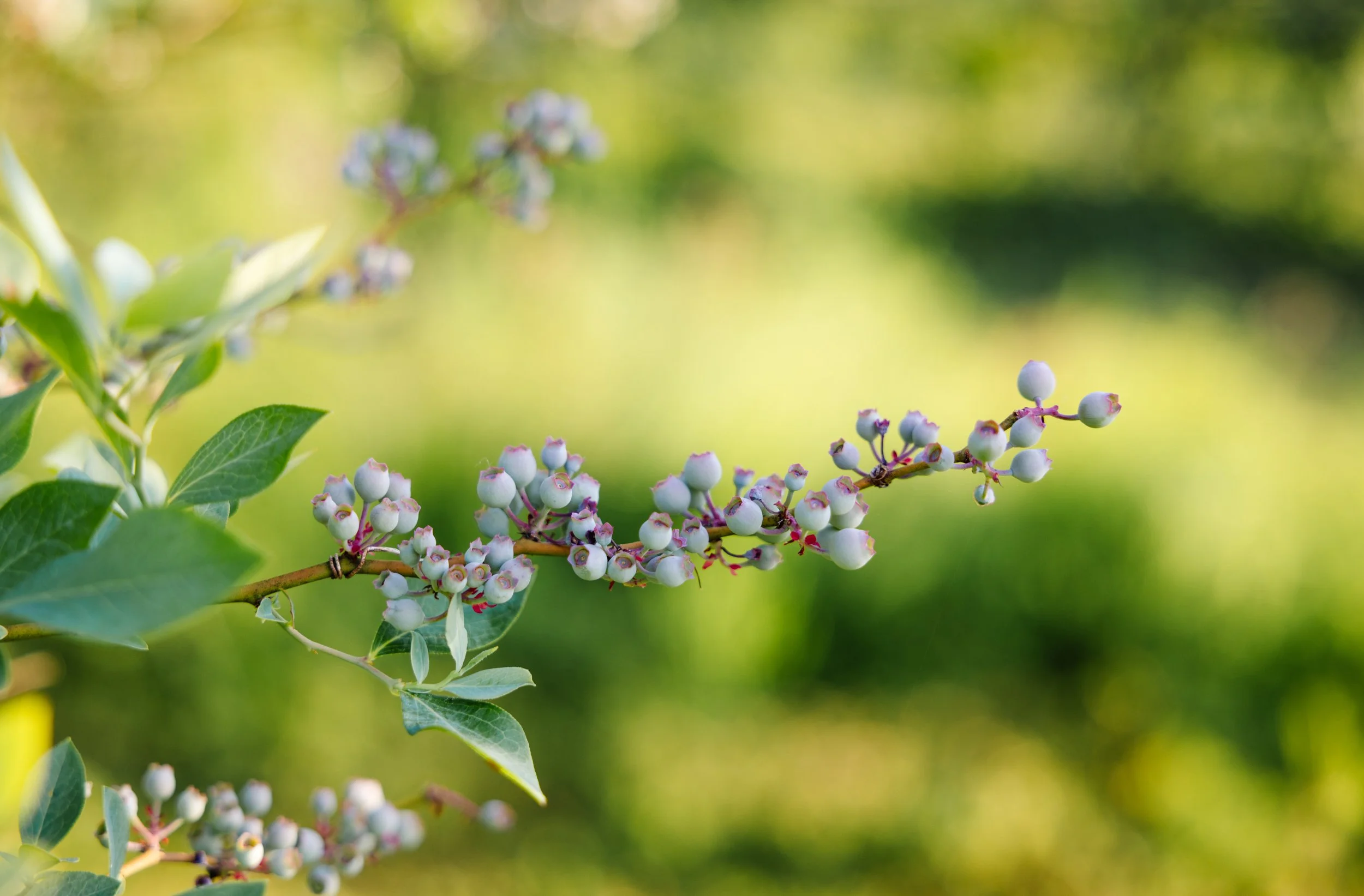 A close-up of a branch with small, white and purple berries, and green leaves, set against a blurred green background.