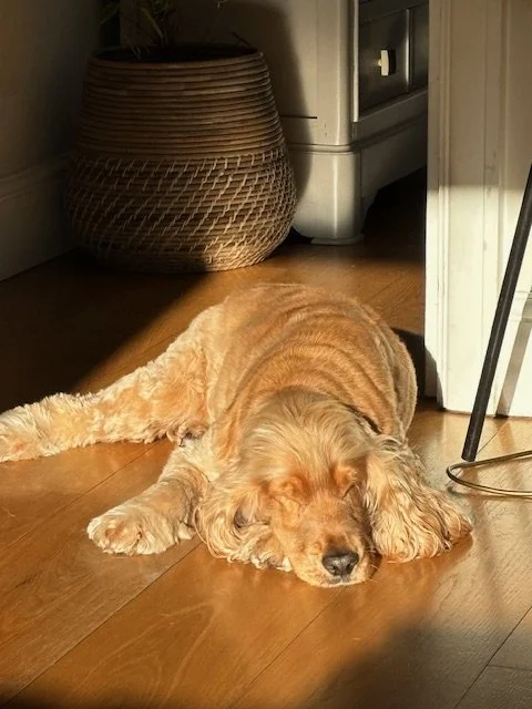 A golden retriever puppy lying down and sleeping on a hardwood floor in a cozy indoor space.
