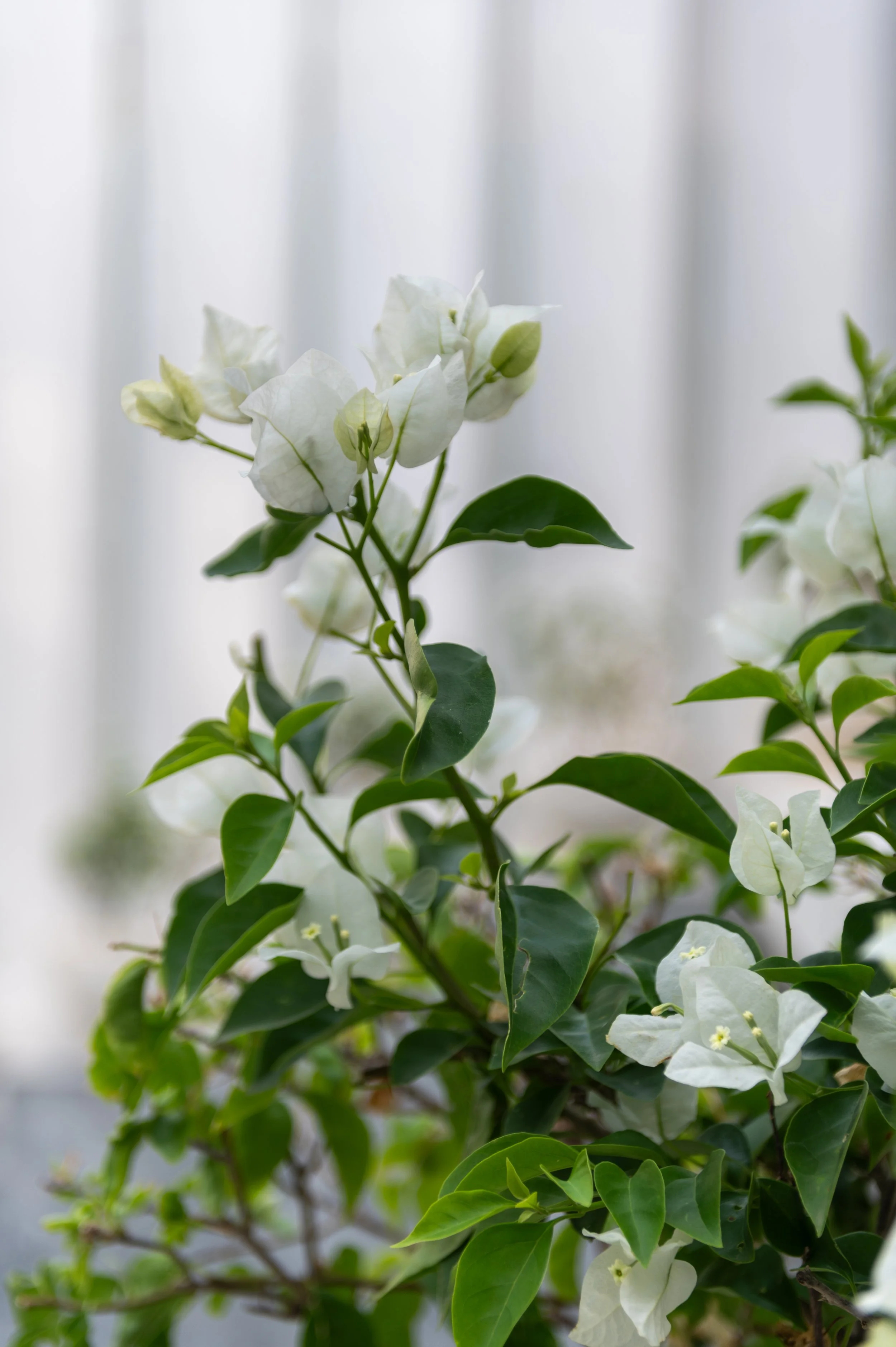 Close-up of white bougainvillea flowers and green leaves against a blurred background.