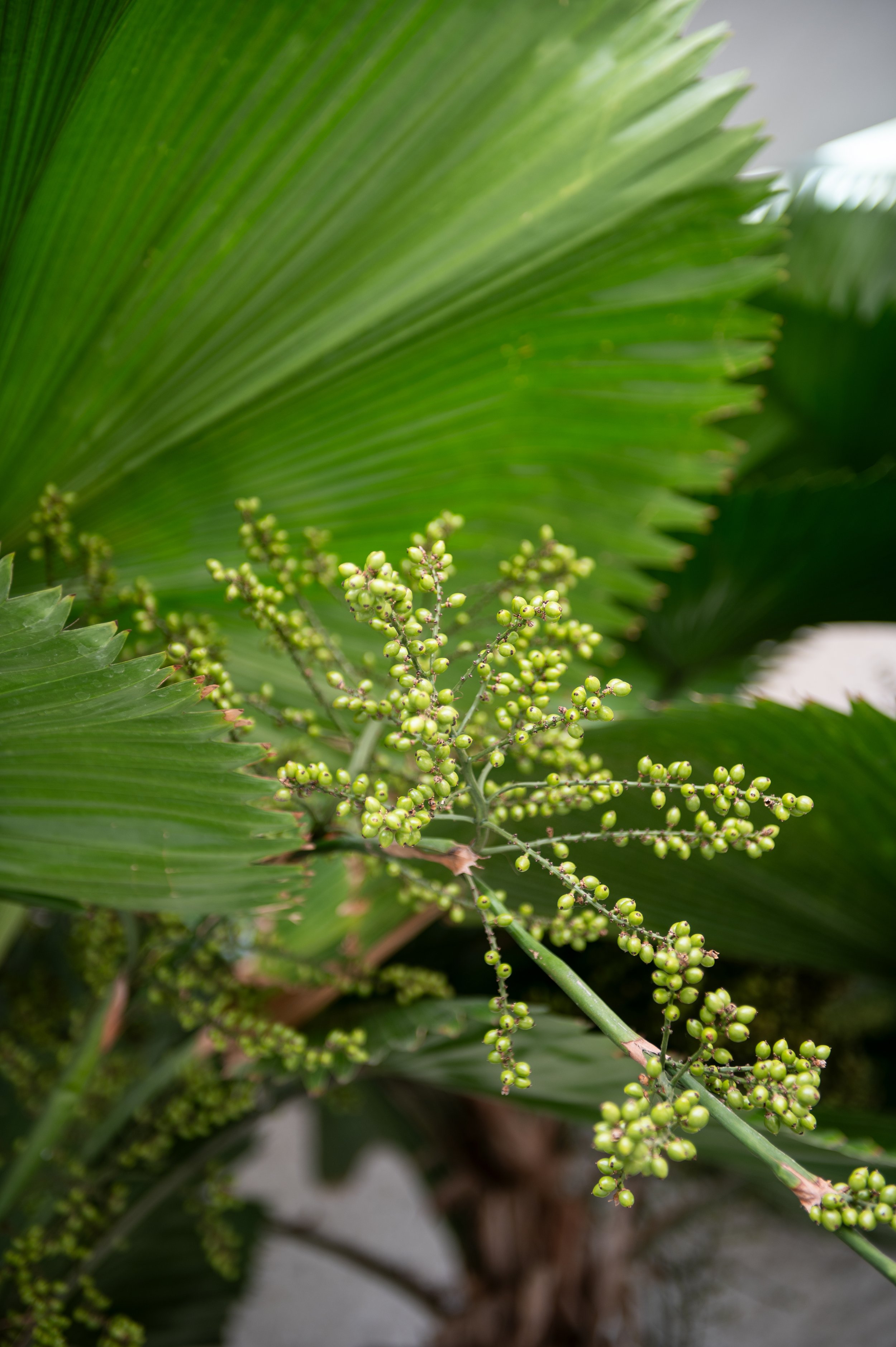 Close-up of a palm tree with green leaves and small clusters of green berries.