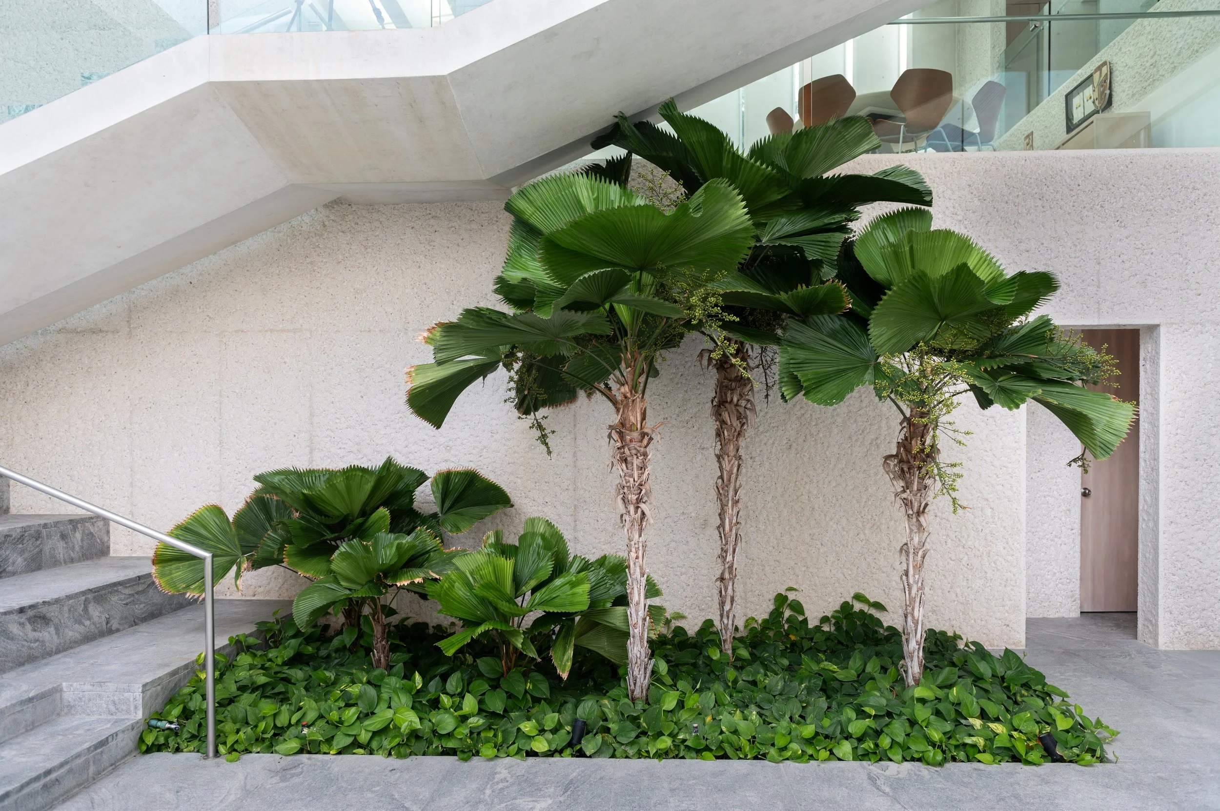 Indoor courtyard with a large palm plant and a bed of green leafy plants at the base, next to a staircase with a metal handrail and a white textured wall, visible through a glass balcony.