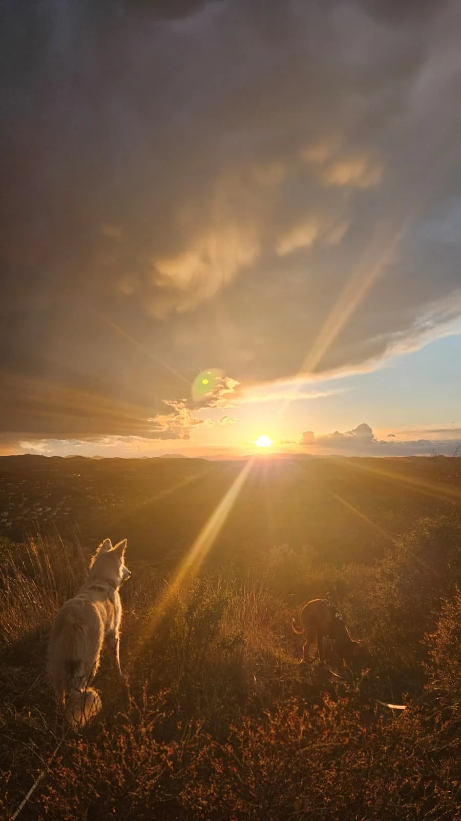 Chien en pleine nature devant un coucher de soleil, illustrant les balades encadrées et la connexion au milieu naturel proposées par Canifriendly.
