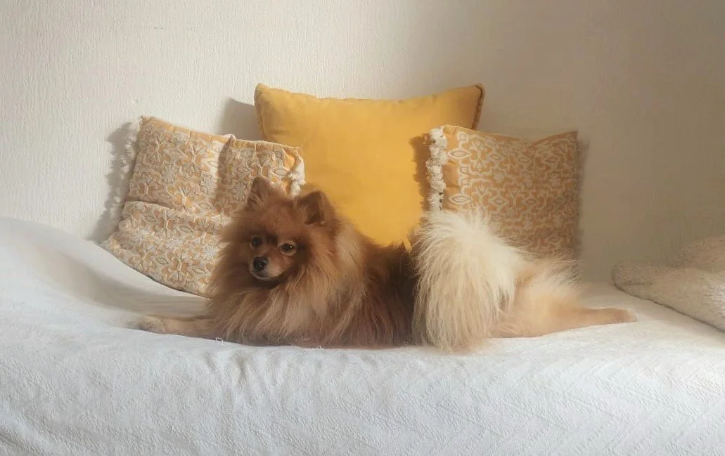 mieux comprendre les difficultés de son chien bilan comportemental