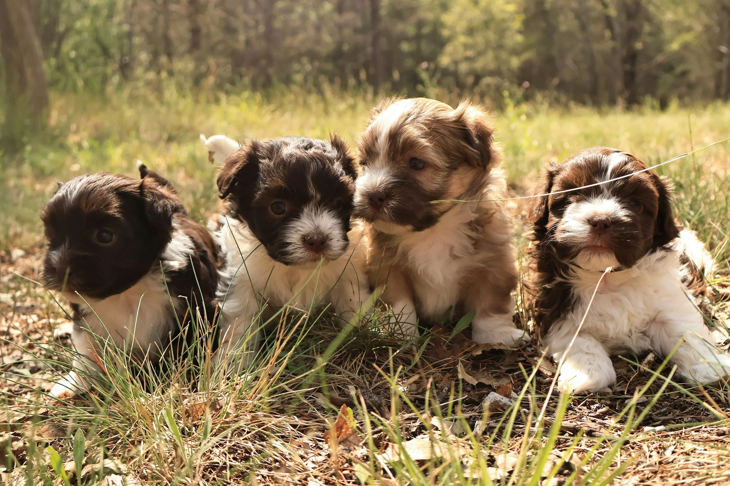 comportementaliste canine