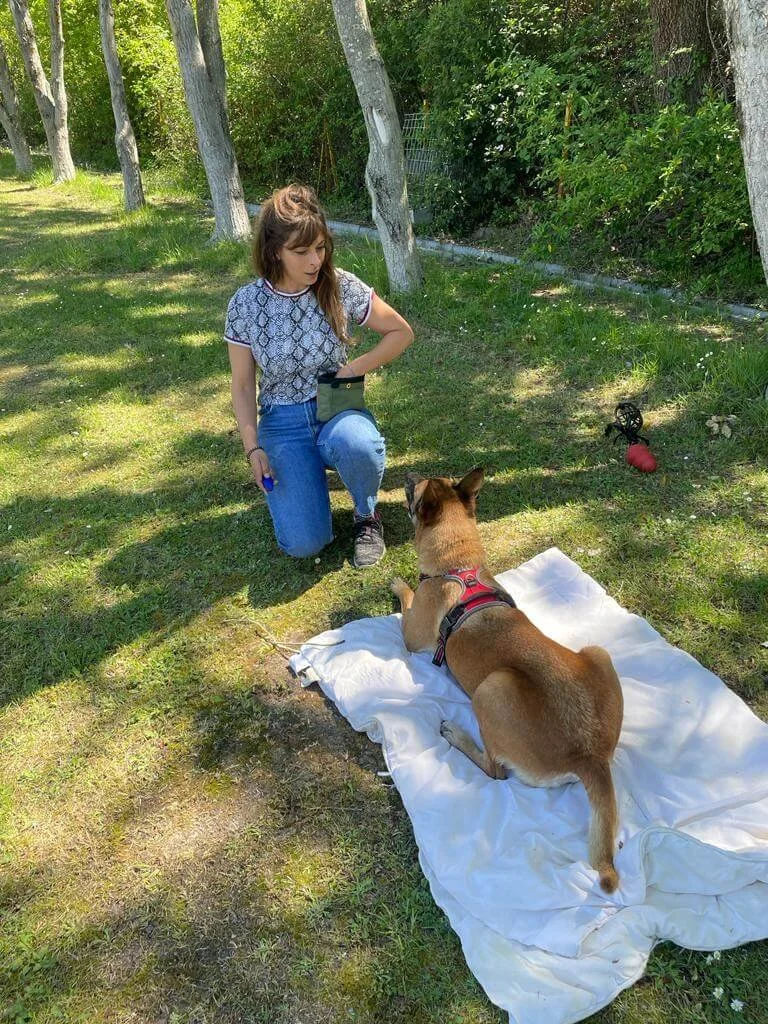 Éducation et rééducation comportementale de chiens adultes à Antibes entrainements en méthodes positives dans le respect du chien