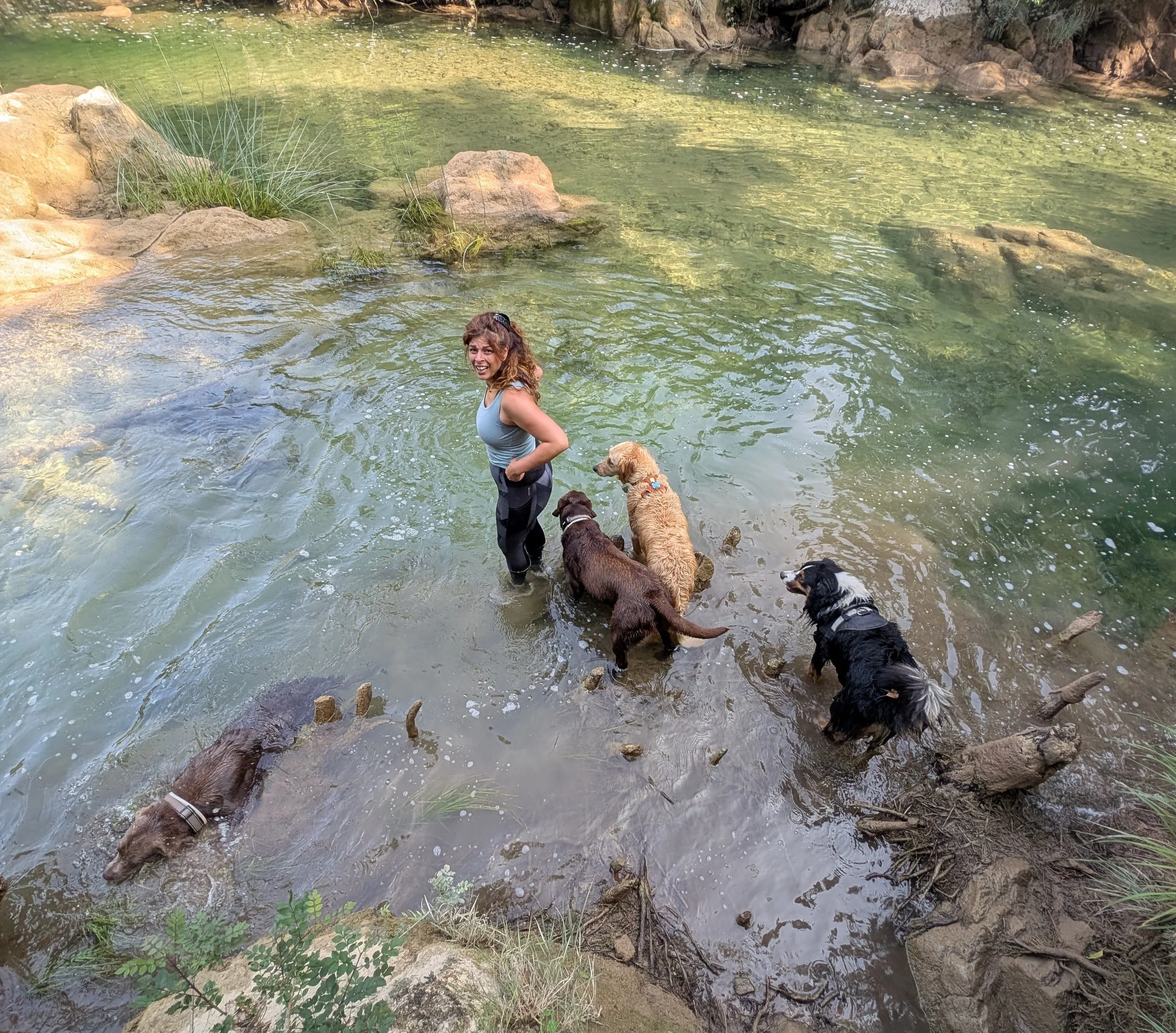 Chien participant à une excursion canine encadrée à Antibes – activité de dog walking encadrée en groupe