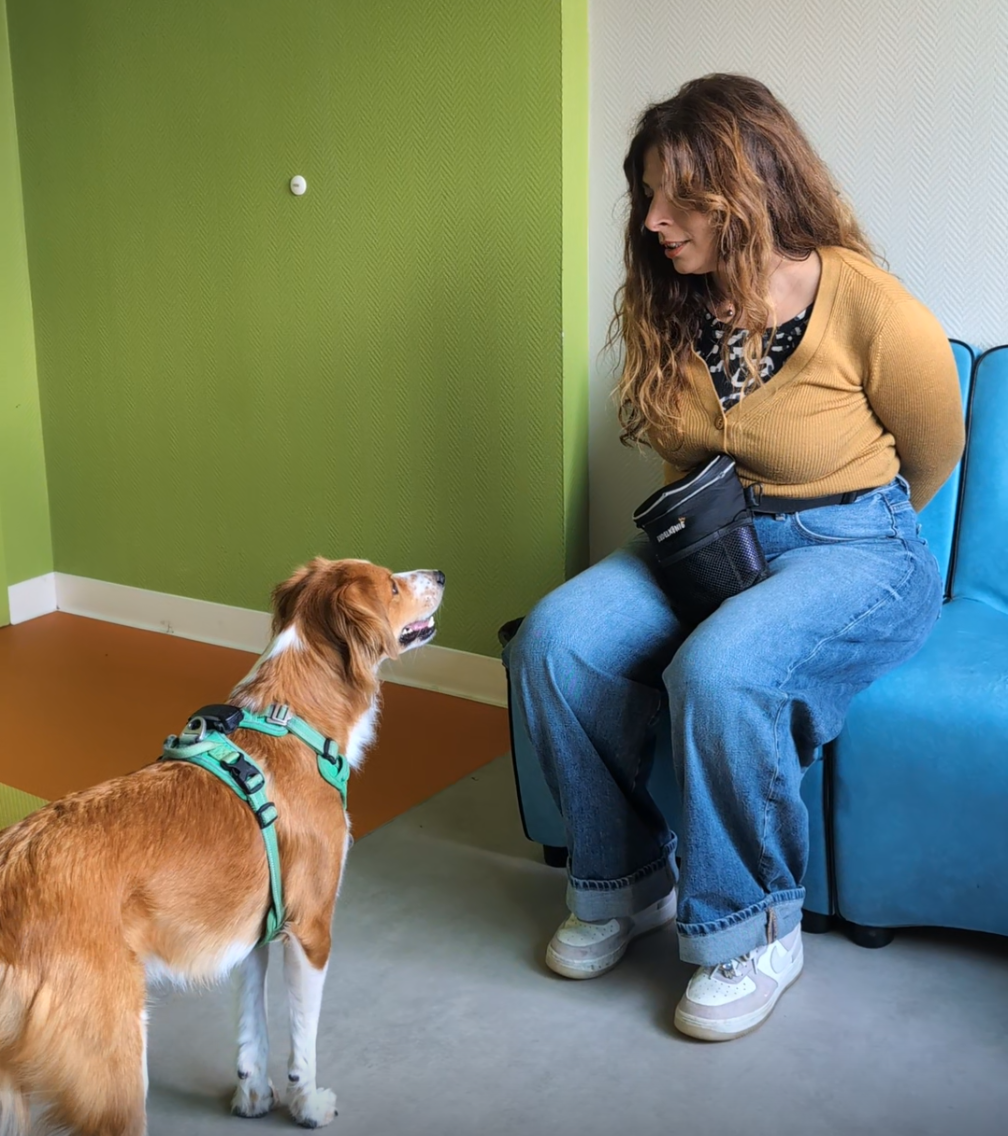 éducatrice en train d'entrainer une chienne des rues à une meilleure connexion