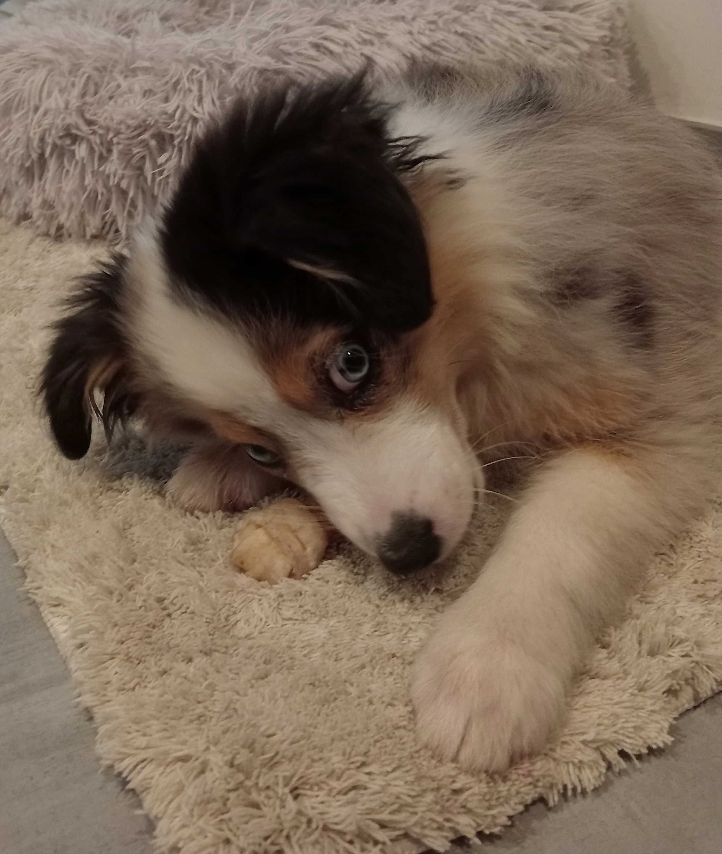 Suivi et éducation de chiot à Antibes avec éducatrice canine puppy scool, école du chiot