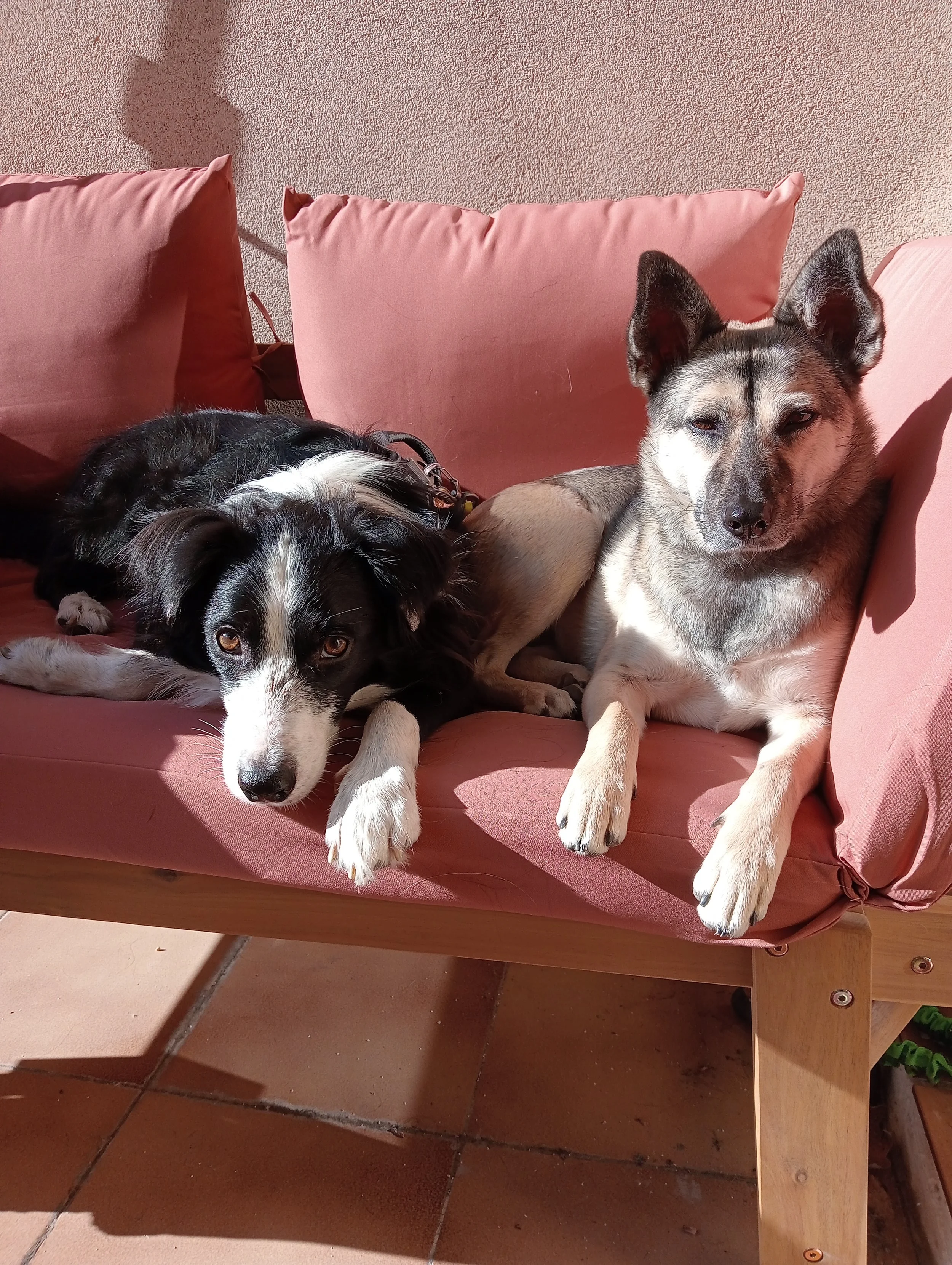 Deux amis chiens assis côte à côte, un Border Collie et un chien "des Rues", illustrant les services d’éducation et de rééducation canine chez CaniFriendly.