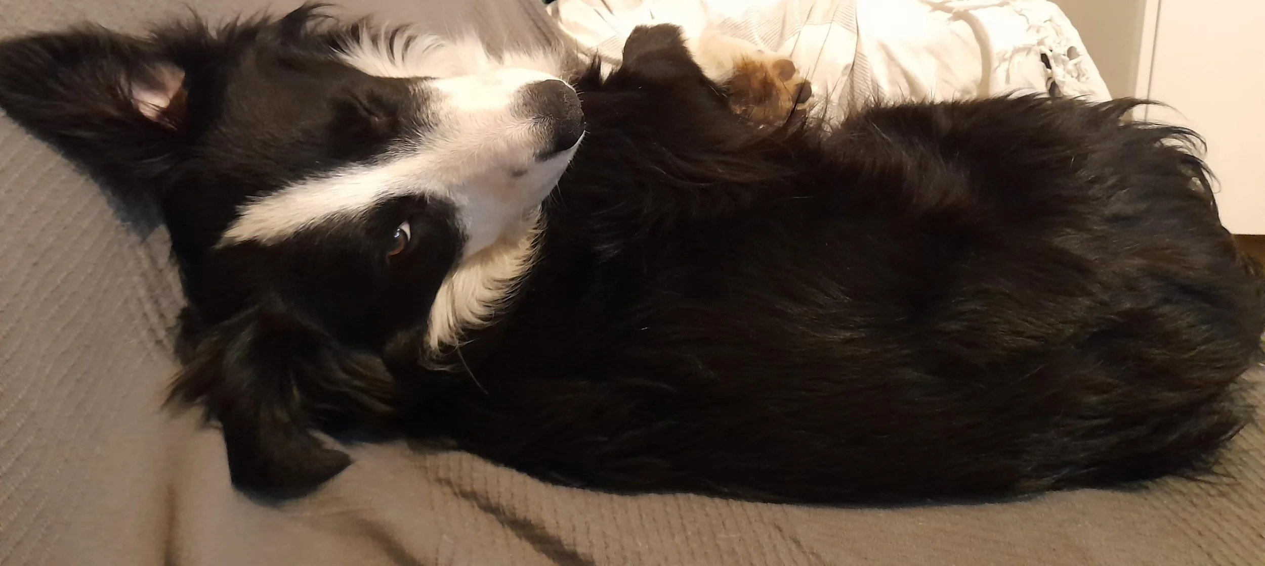 Chien de petite taille faisant un clin d’œil, photo utilisée par Canifriendly pour représenter l’éducation canine positive et la personnalité du chien.