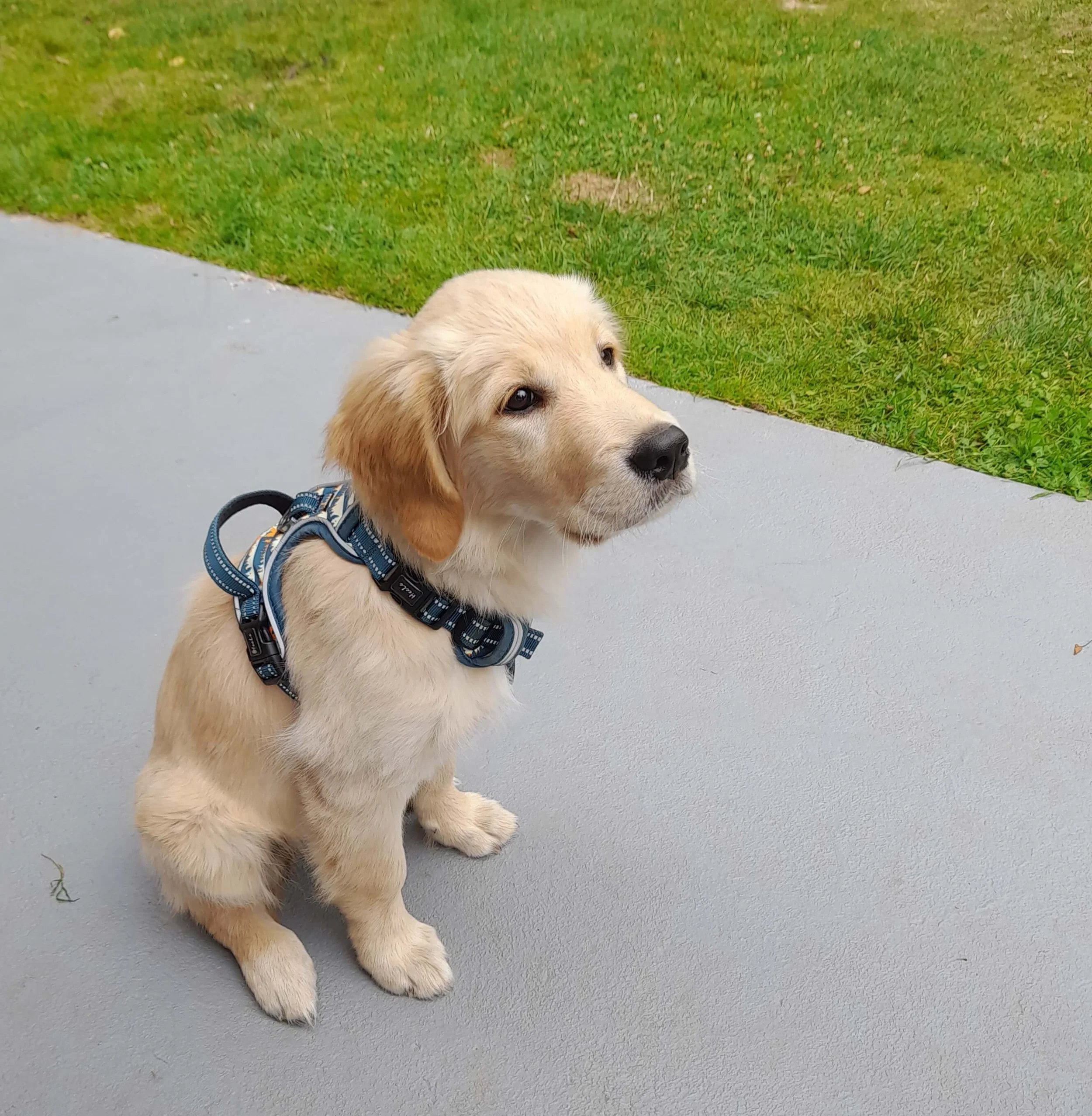 Accompagnement pré-adoption chiot et chien à Antibes avec éducatrice canine