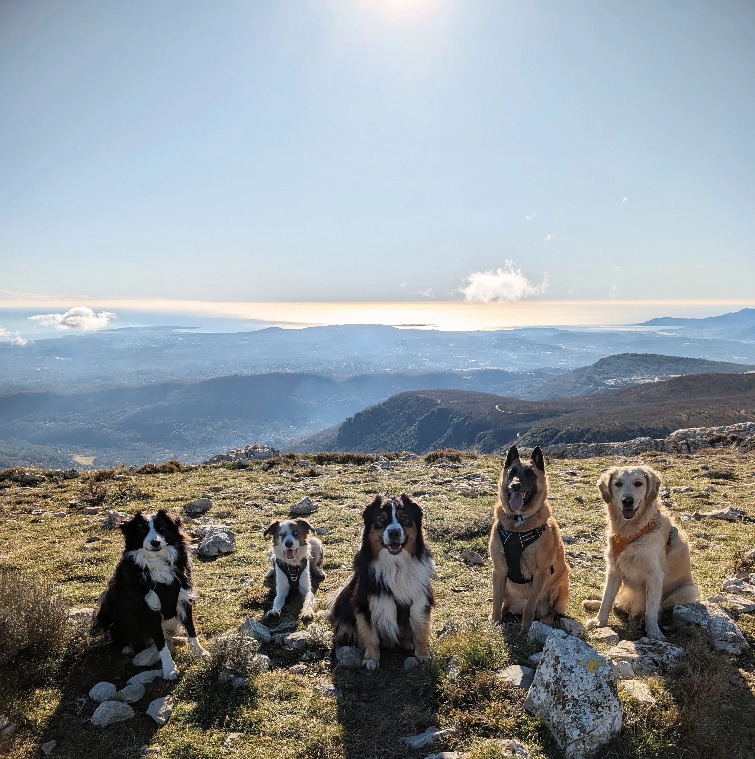 Cinq chiens de différentes races assis sur un sommet en pierre, avec un paysage montagneux, des vallées, un lac et un ciel bleu en arrière-plan. Chiens heureux en excursions canines. Malinois, golden retriver, border collie, berger autralien, corgi