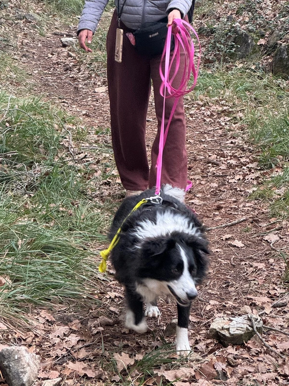 Chien pratiquant le mantrailing avec son éducatrice canine à Antibes, activité olfactive encadrée