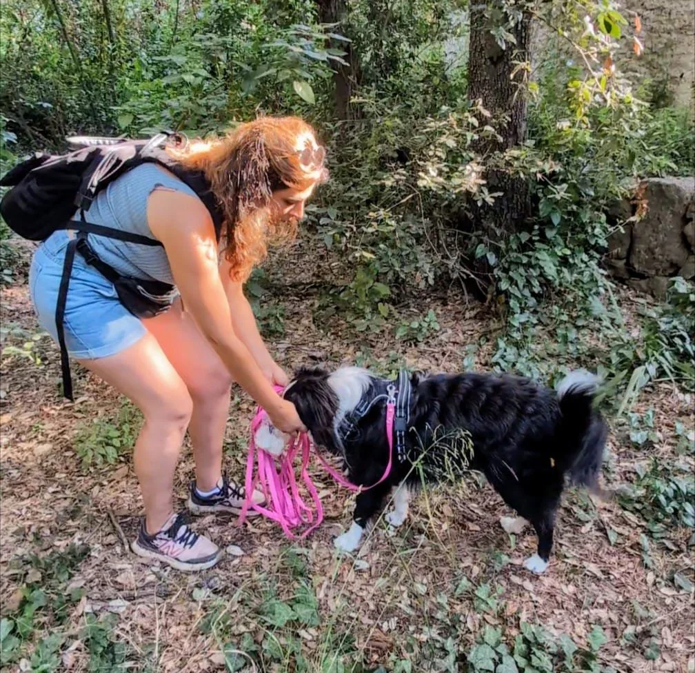 Chien suivant une piste olfactive lors d’une séance de mantrailing encadrée, stimulant son flair et sa concentration