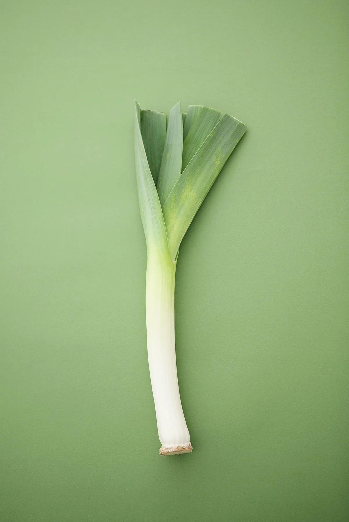 Leek with green leaves and white stalk on green background